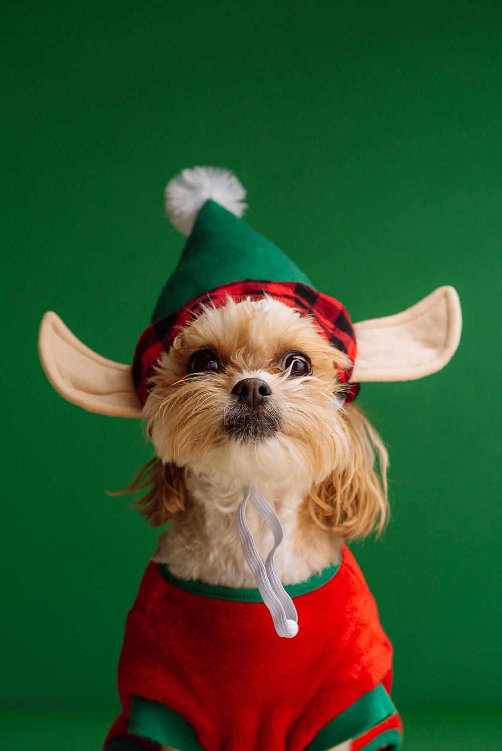 1000x1497 Yorkies Picture. Download Free Image