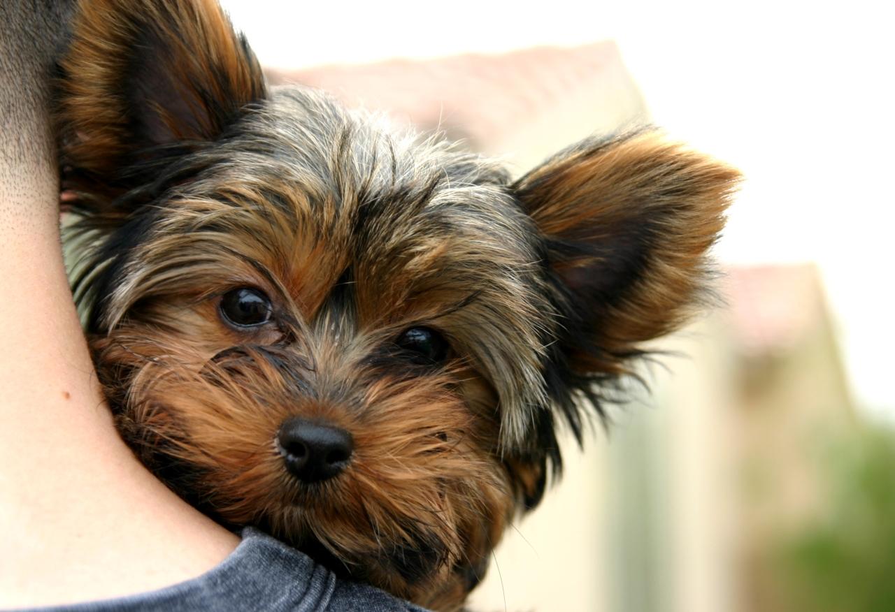 1280x876 Free download yorkies wallpaper weddingdressincom [1280x876] for your Desktop, Mobile & Tablet. Explore Yorkie Puppy Wallpaper. Yorkie Puppy Wallpaper, Yorkie Wallpaper, Christmas Yorkie Wallpaper