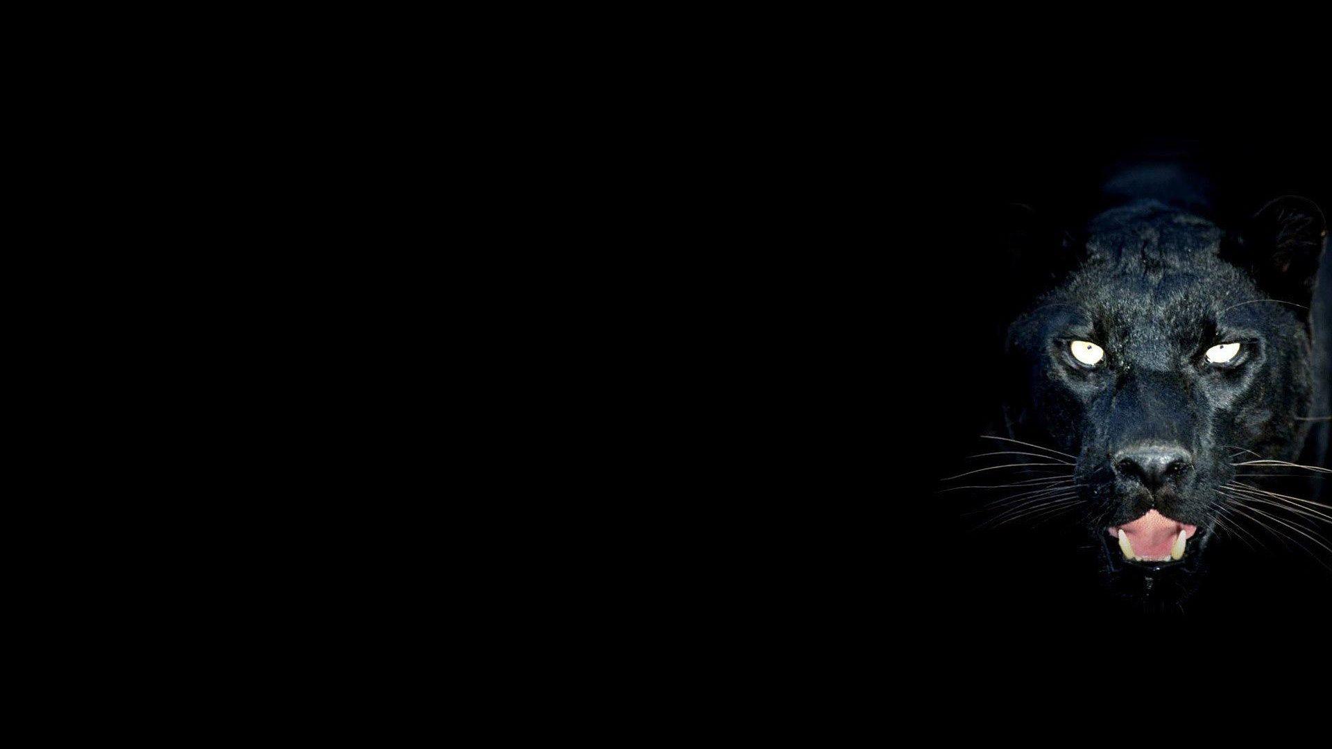 1920x1080 Panther Wallpaper. Best Wallpaper. Black panther HD wallpaper, Black panther image, Jaguar animal