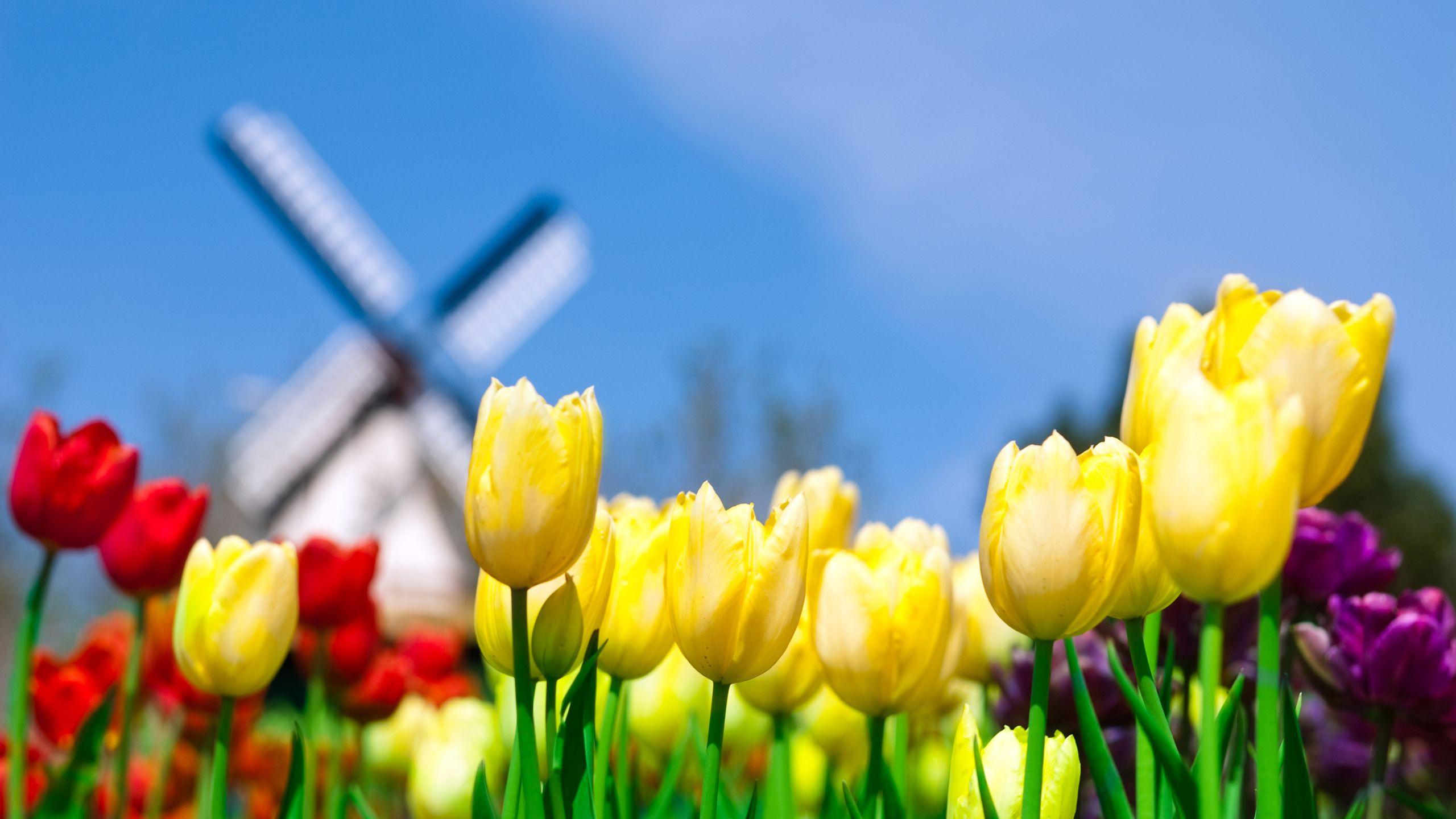 2560x1440 At the Tulip Festival in Holland, Michigan. Photo by northrop on interfacelift. #ridecolorful. Spring flowers wallpaper, Spring flowers background, Flowers nature