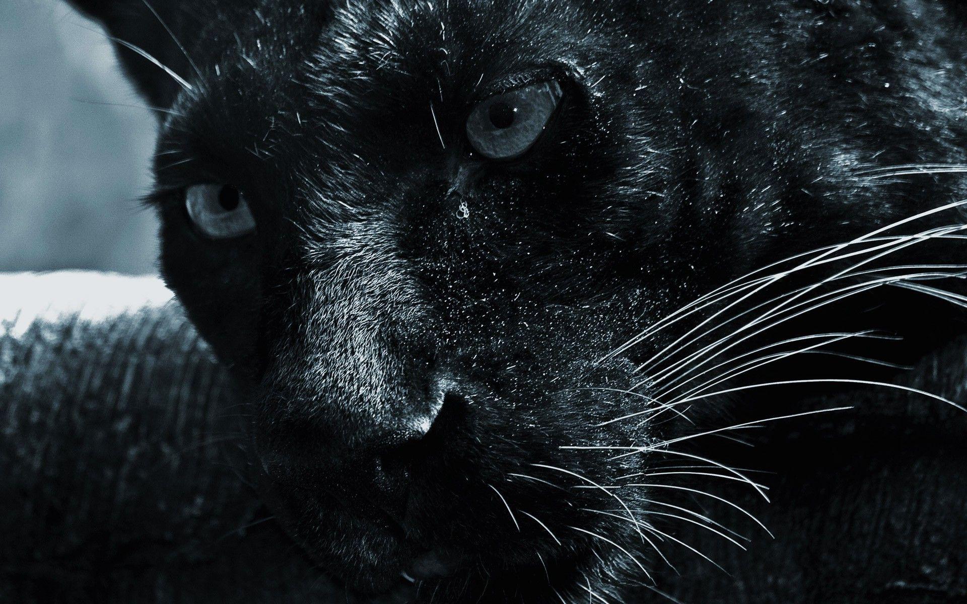 1920x1200 Black Panther HD Background