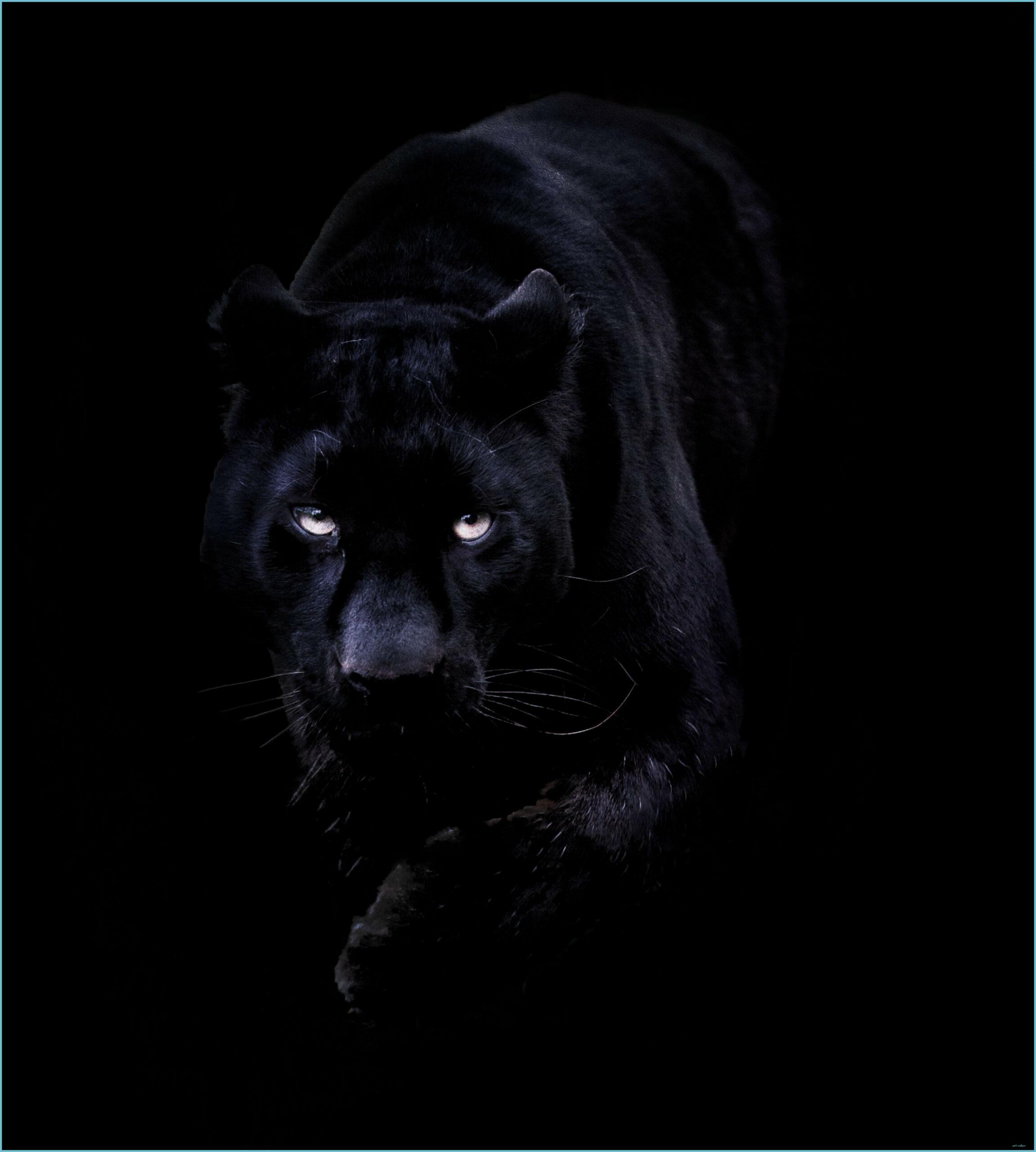 2303x2560 Best Of Black Panther Animal Wallpaper IPhone Design