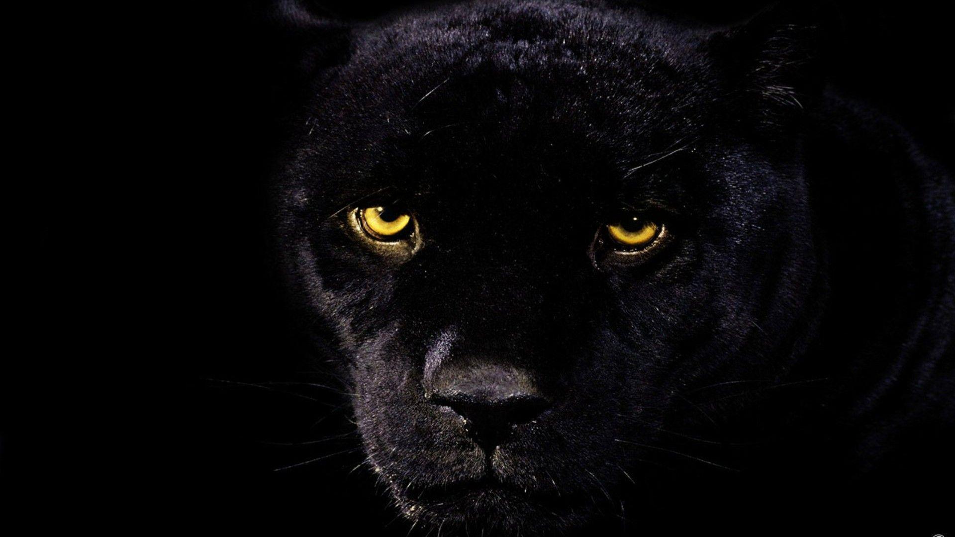 1920x1080 Black panther wallpaper HD 1920x1080 Image Upload