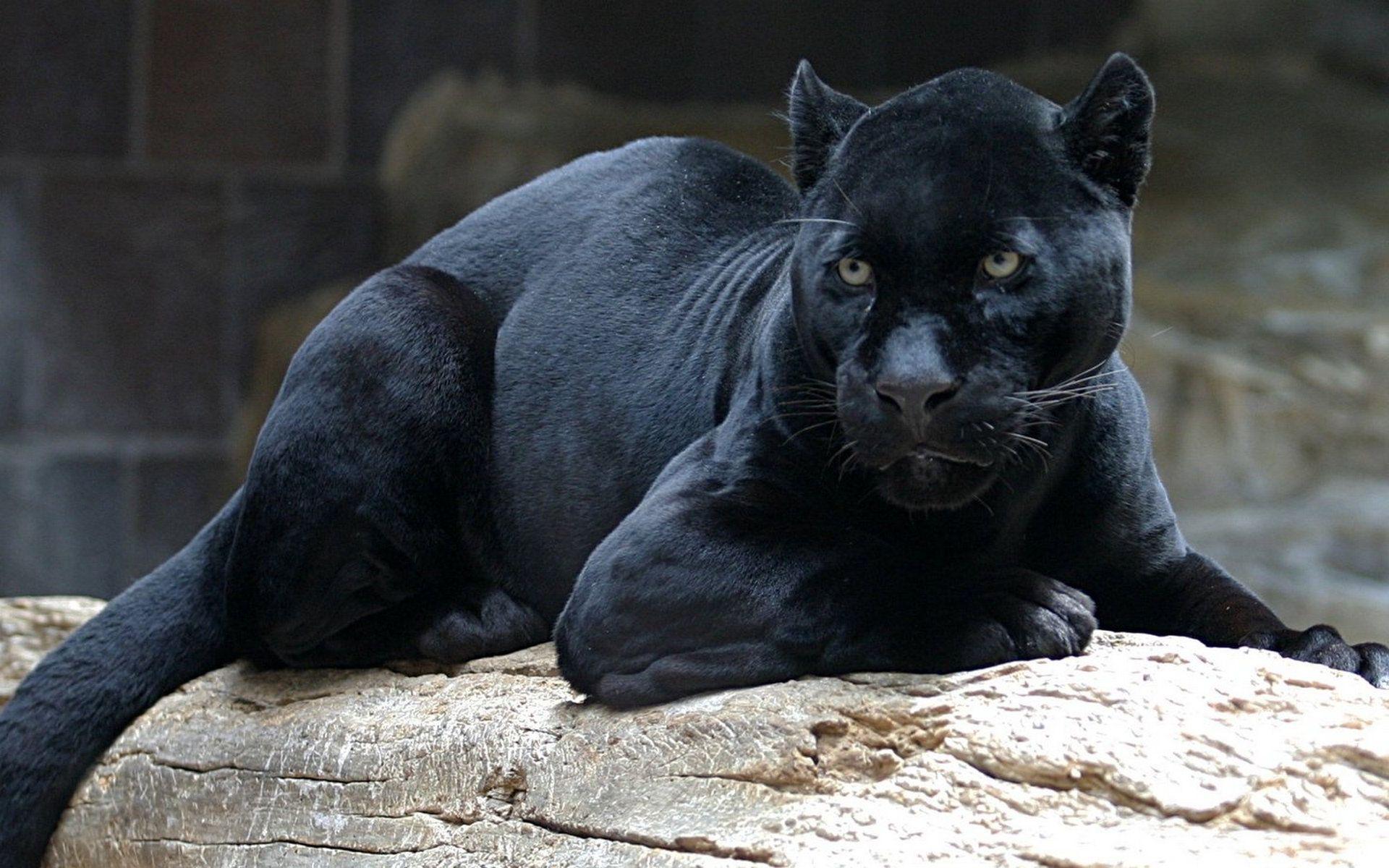 1920x1200 The majestic black panther!. Jaguar animal, Melanistic animals, Black animals
