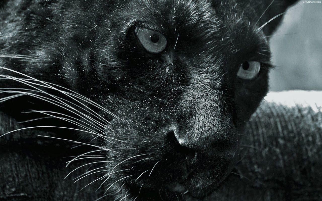 1280x800 Black Panther HD Wallpaper, black panther, wild animal, wild