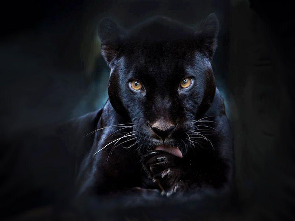 1024x768 Black Panther wallpaperx768