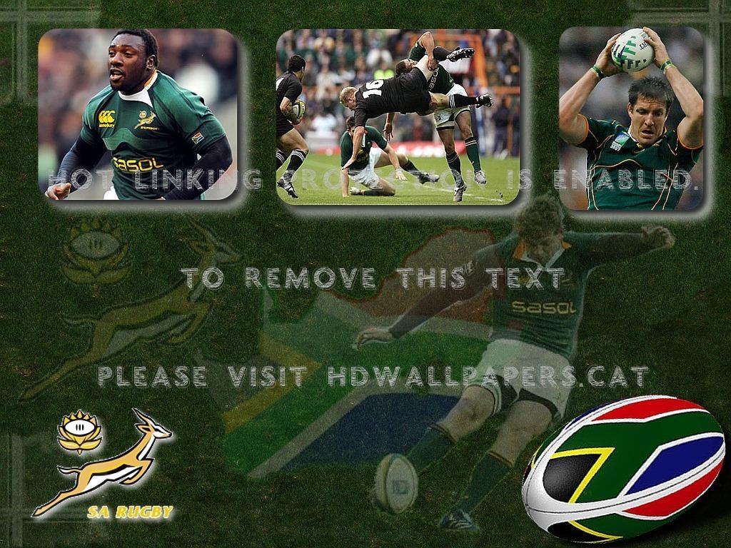 1024x768 springboks the rugby sports