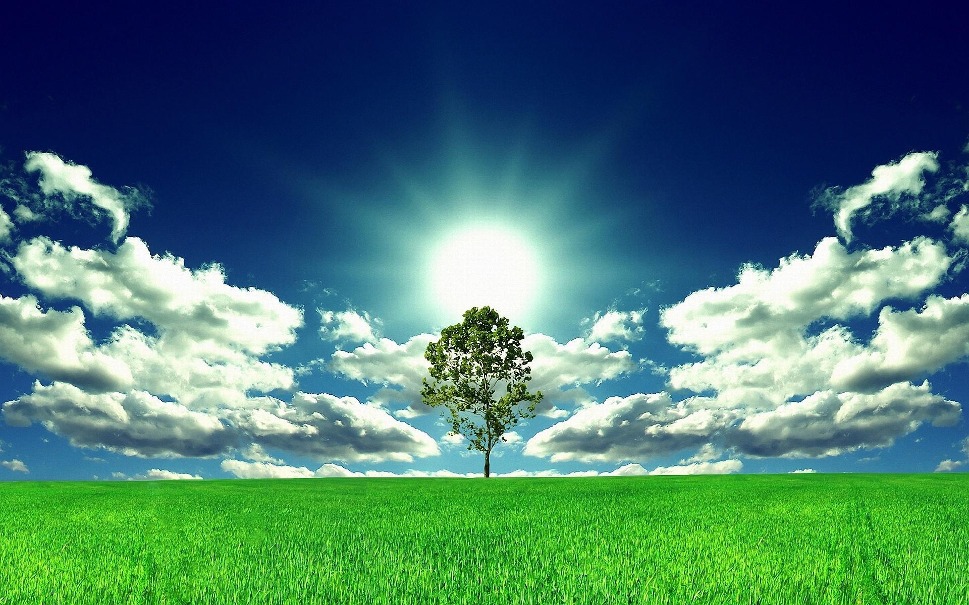 1920x1200 Free download Download Tree Of Life Wallpaper Desktop Background in HD High [1920x1200] for your Desktop, Mobile & Tablet. Explore Tree of Life Desktop Wallpaper. Free Wallpaper For Computer