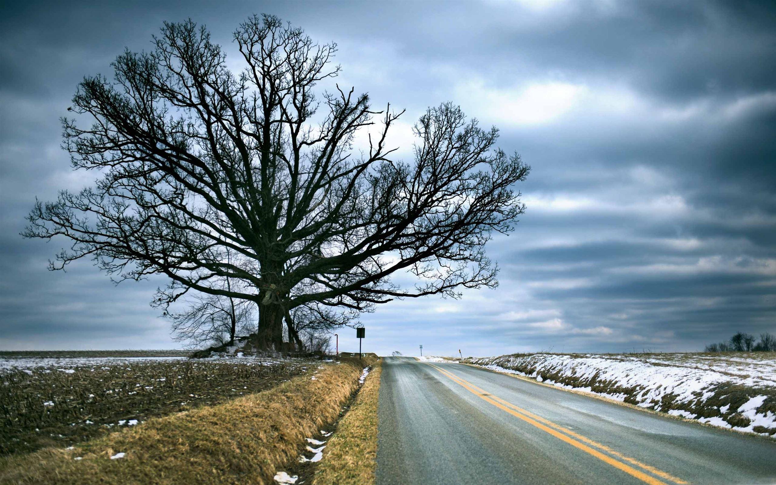 2560x1600 Tree Of Life MacBook Air Wallpaper Download