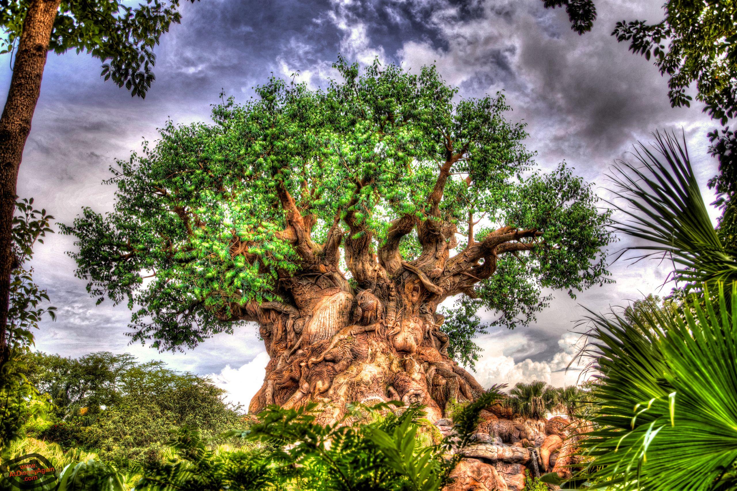 2560x1706 Disney's Animal Kingdom Wallpaper