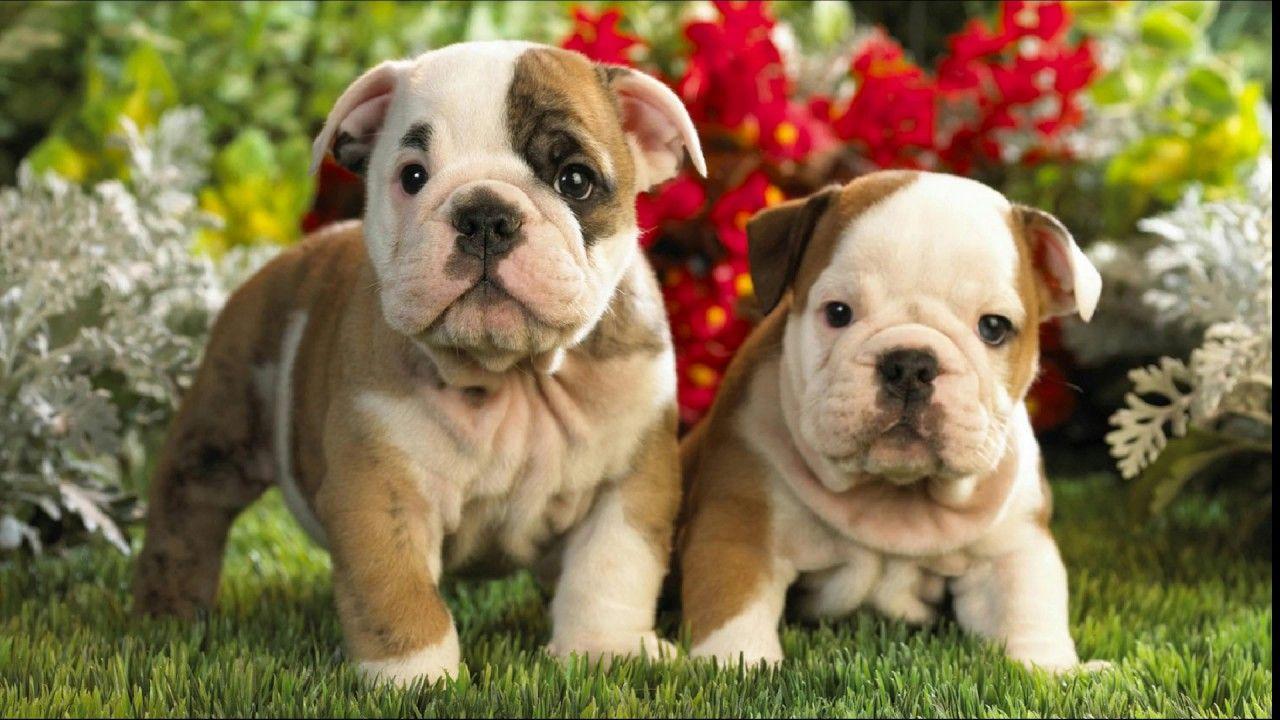 1280x720 English Bulldog Puppies cute pet bulldogs cutest Bulldog Puppy