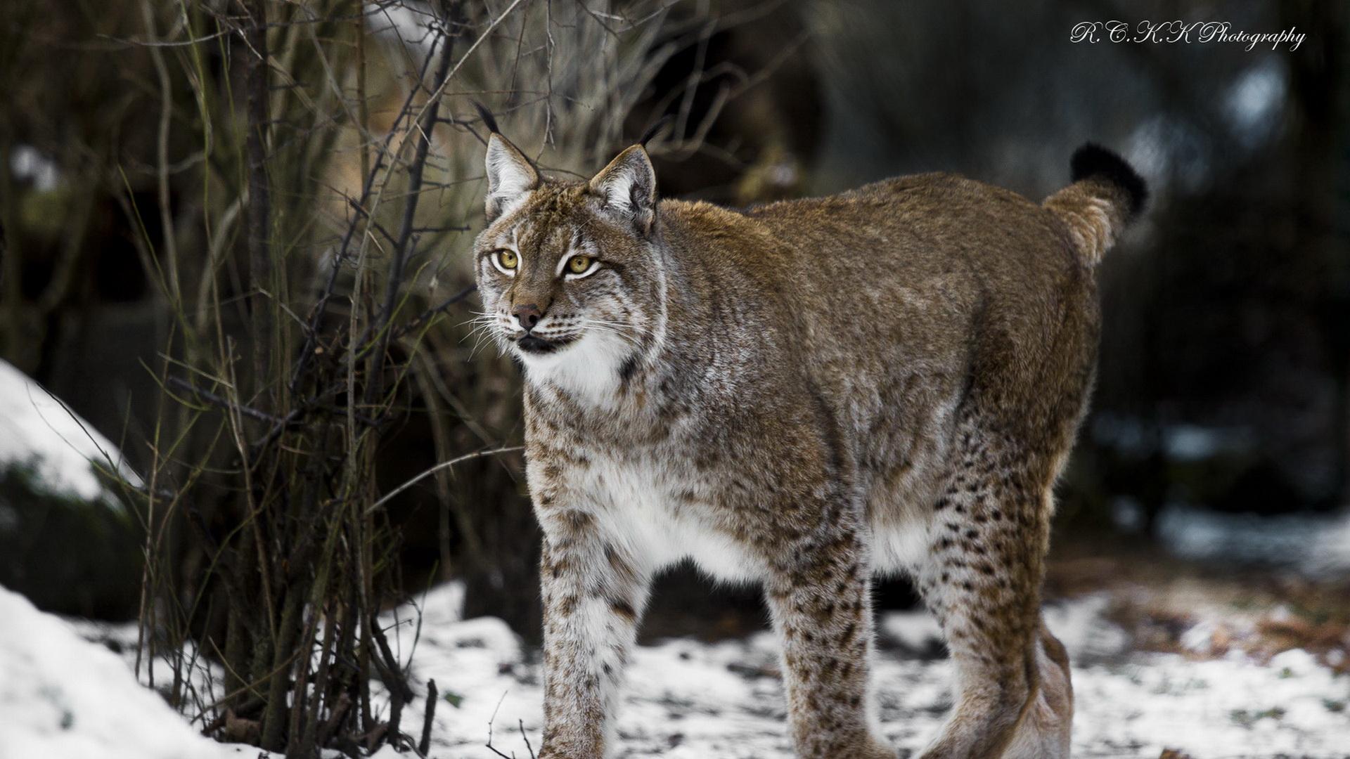 1920x1080 Free download Lynx Wallpaper HD image Live HD Wallpaper HQ Picture [1920x1080] for your Desktop, Mobile & Tablet. Explore Lynx Wallpaper. Minnesota Lynx Wallpaper, Claudia Lynx Wallpaper, WNBA Wallpaper
