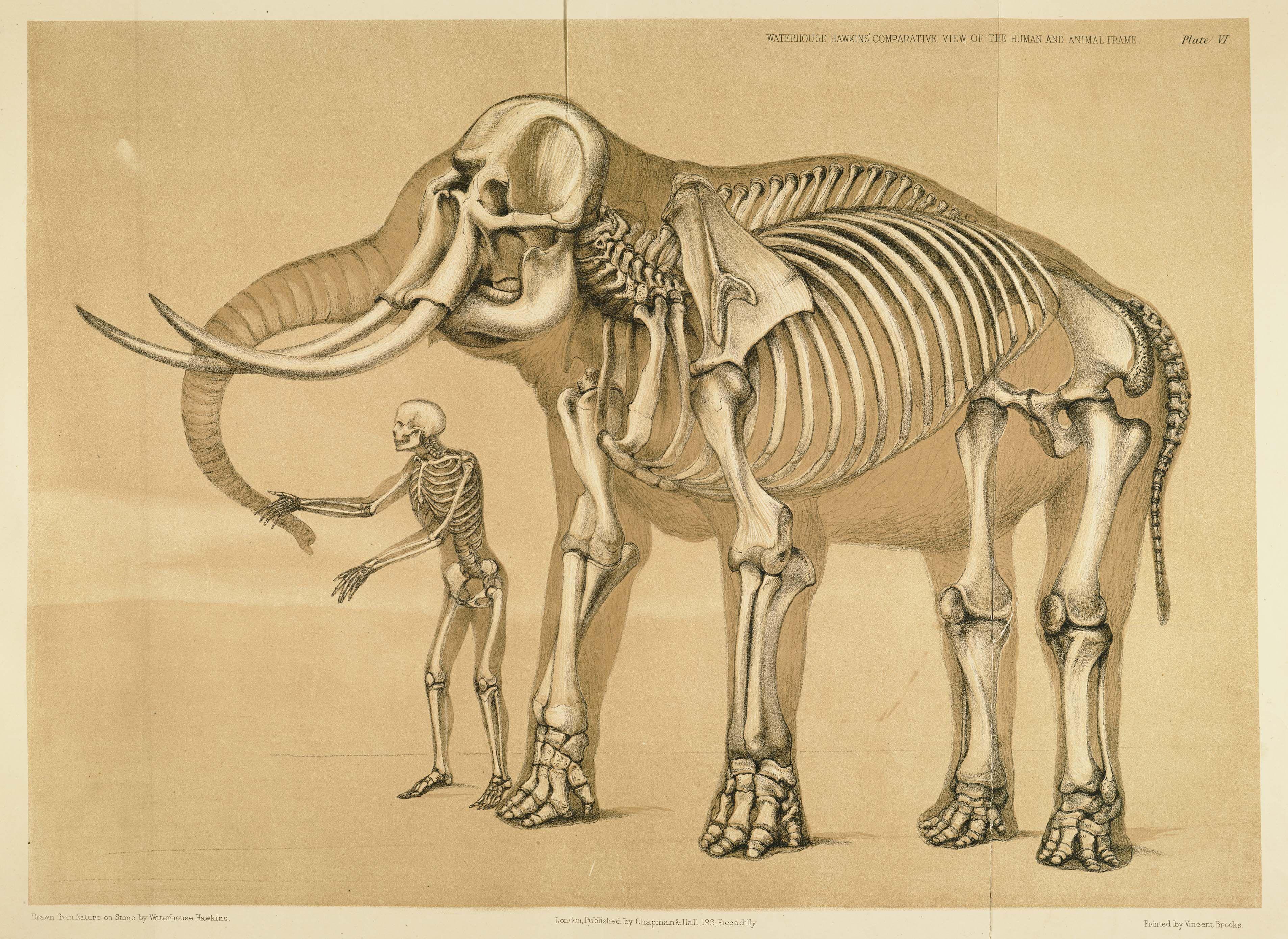 Animal Anatomy Wallpapers - Top Free Animal Anatomy Backgrounds ...