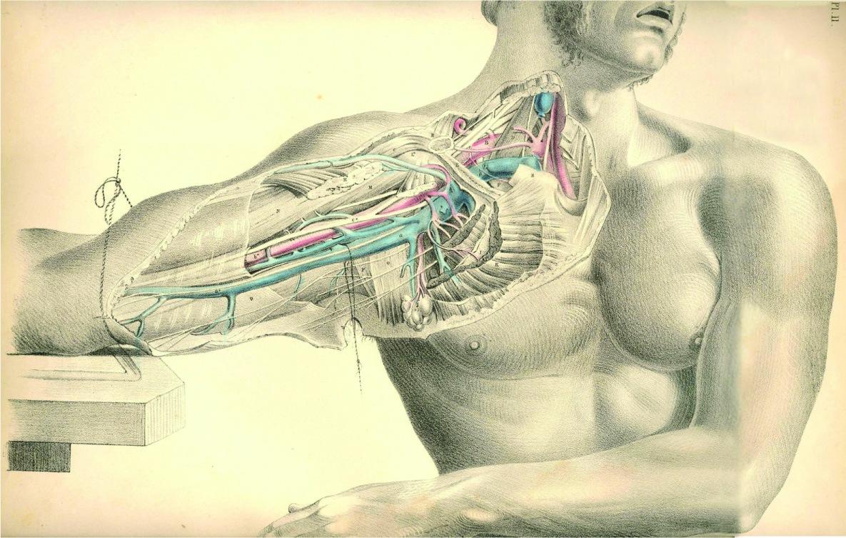 1185x753 Free download anatomy HD Wallpaper General 918162 [1185x753] for your Desktop, Mobile & Tablet. Explore Anatomy Wallpaper. Human Anatomy Wallpaper, Grey S Anatomy Wallpaper, Grey Wallpaper HD