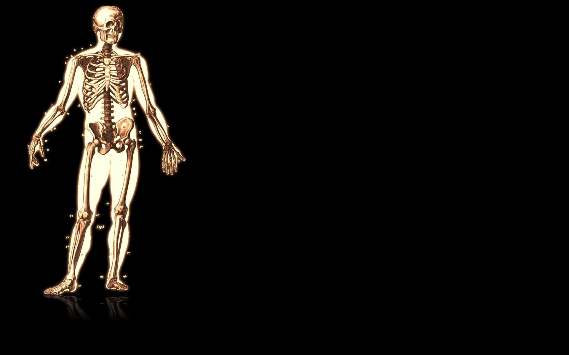 1920x1200 computer wallpaper for anatomy