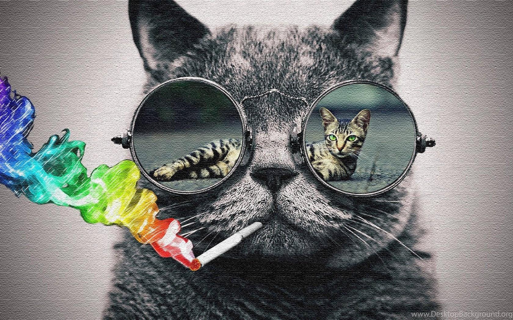 1680x1050 Cat With Glasses HD Wallpaper HD Wallpaper Background Of Your. Desktop Background