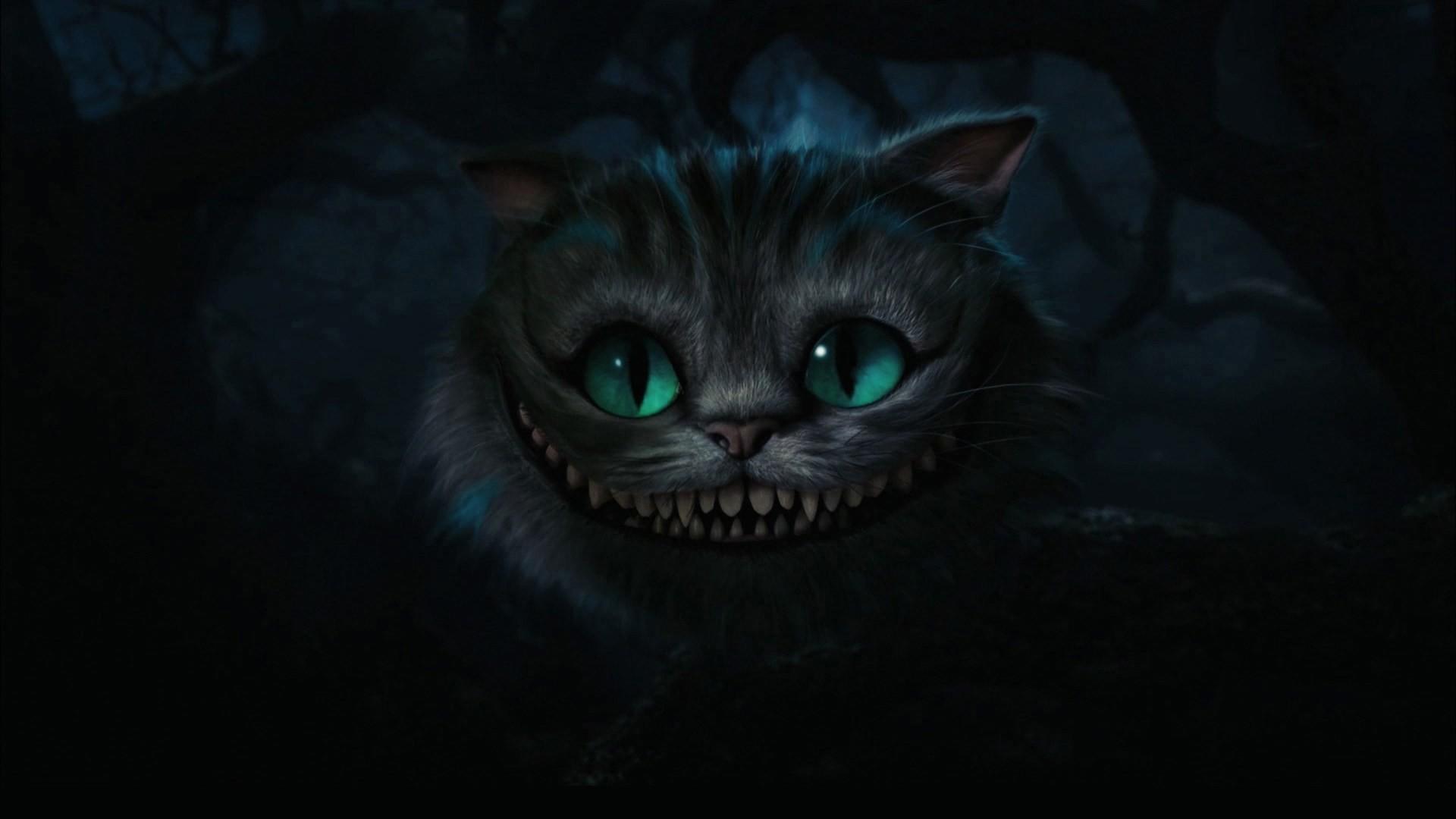 1920x1080 Cool Cat HD