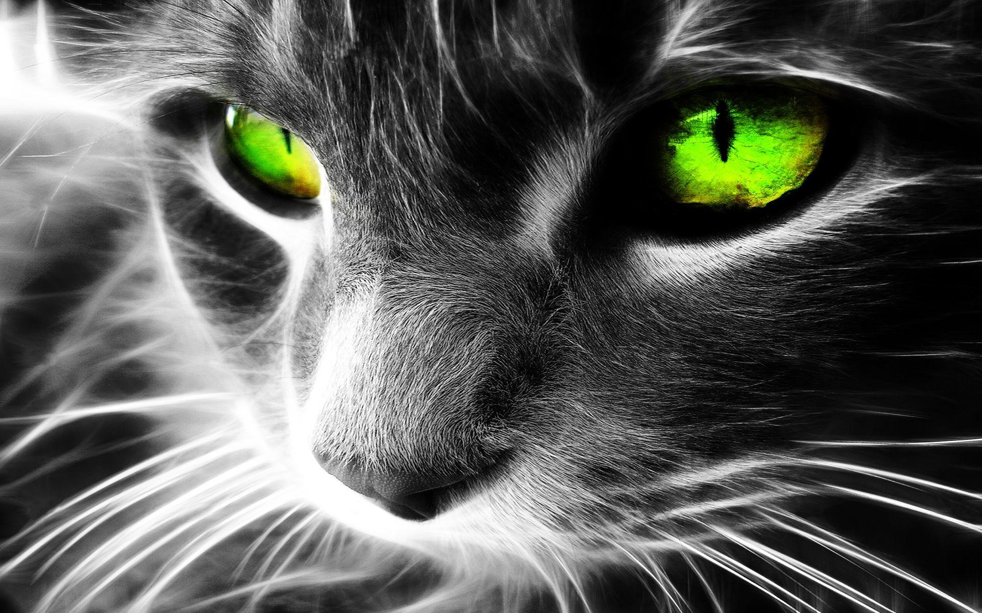 1920x1200 Cool Cat Wallpaper