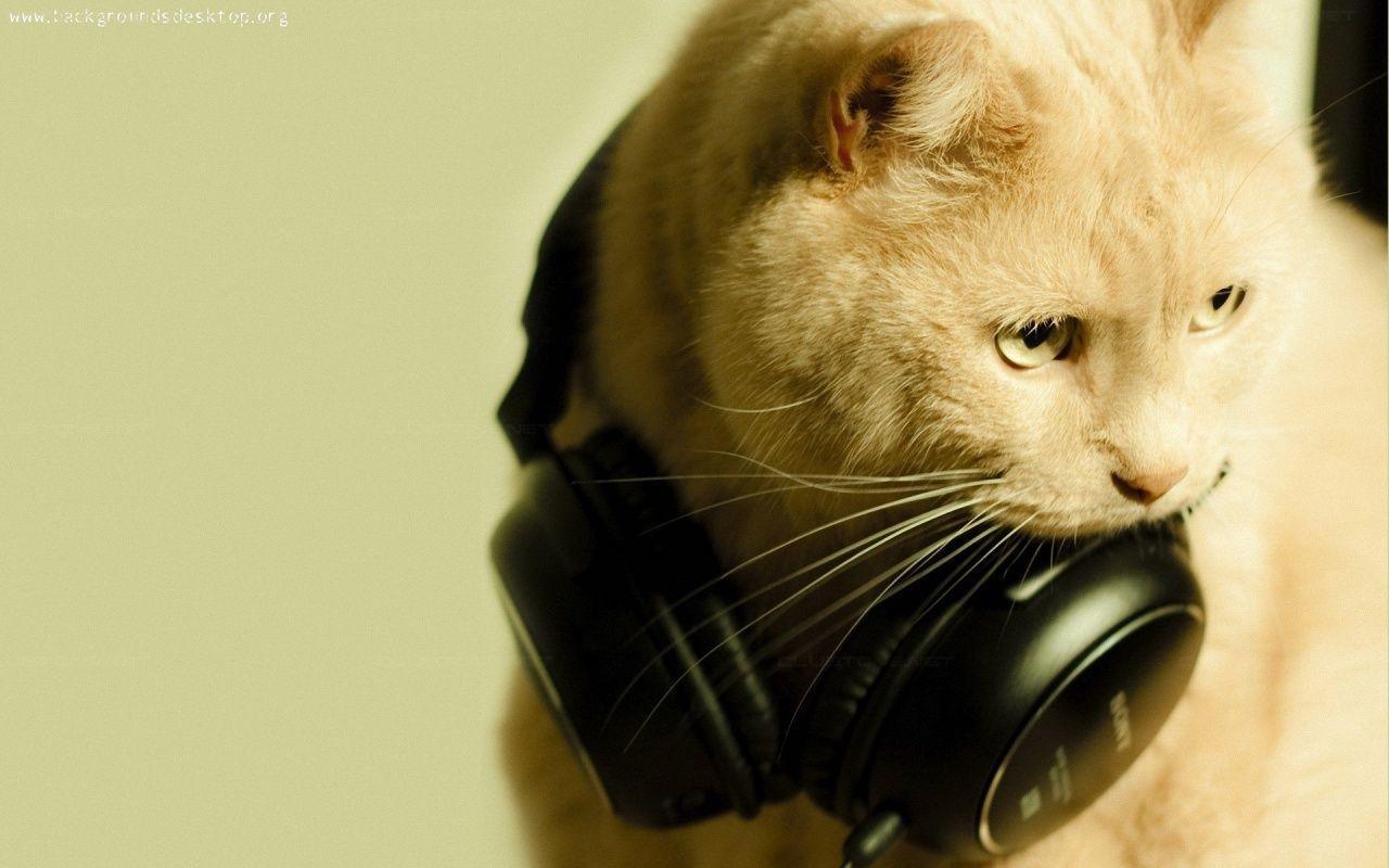 1280x800 Cats Wallpaper DJ. Cats, Cool cats, Cat wallpaper. Cats, Cool cats, Cute animals