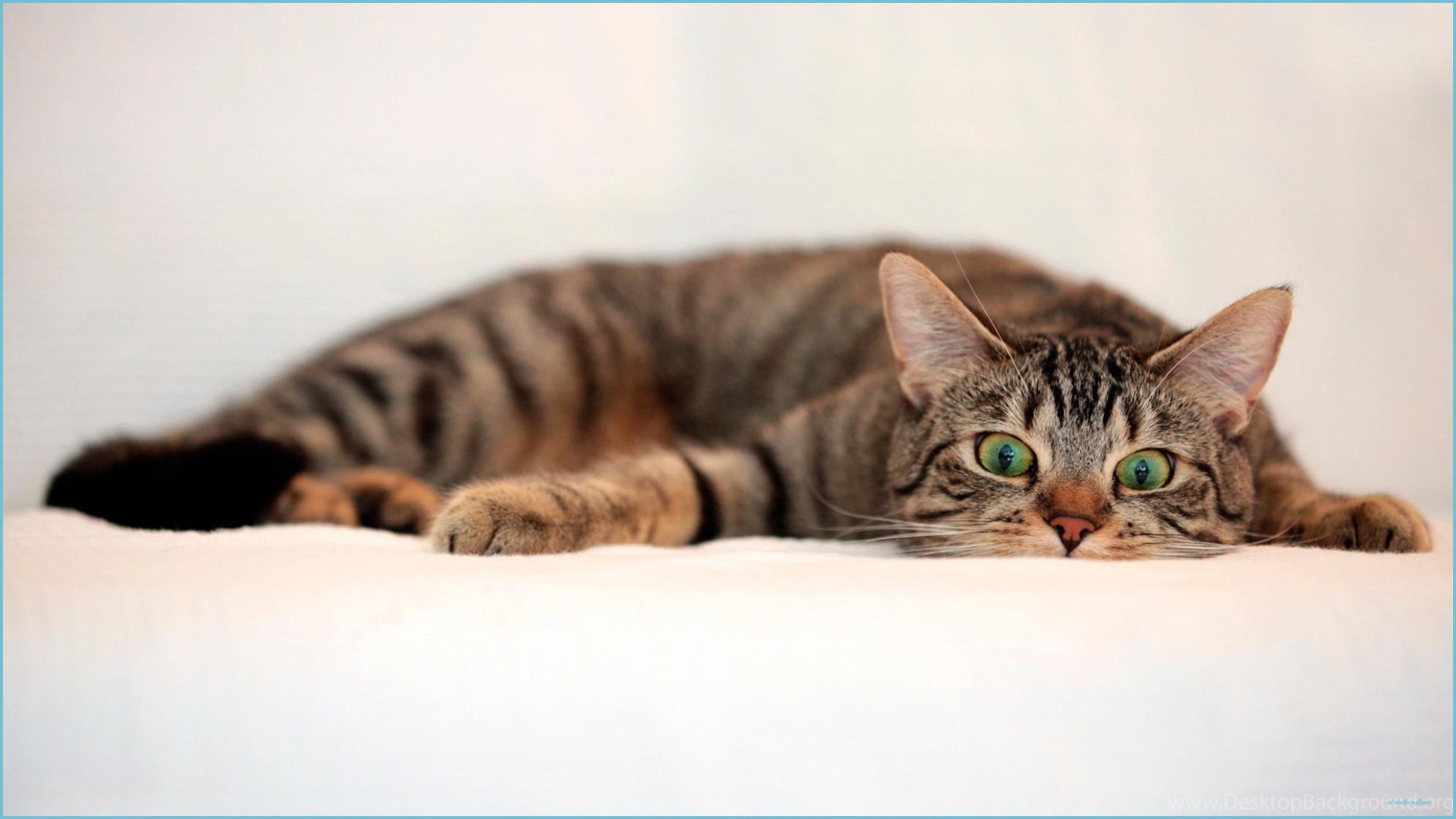 1986x1117 Cat HD Wallpaper Top Desktop Wallpaper Cool Desktop Background Desktop Wallpaper