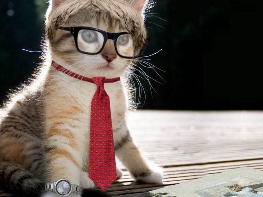 1024x768 Funny Cat Wallpaper Funny Cat Desktop Background Cool Wallpaper. Desktop Background