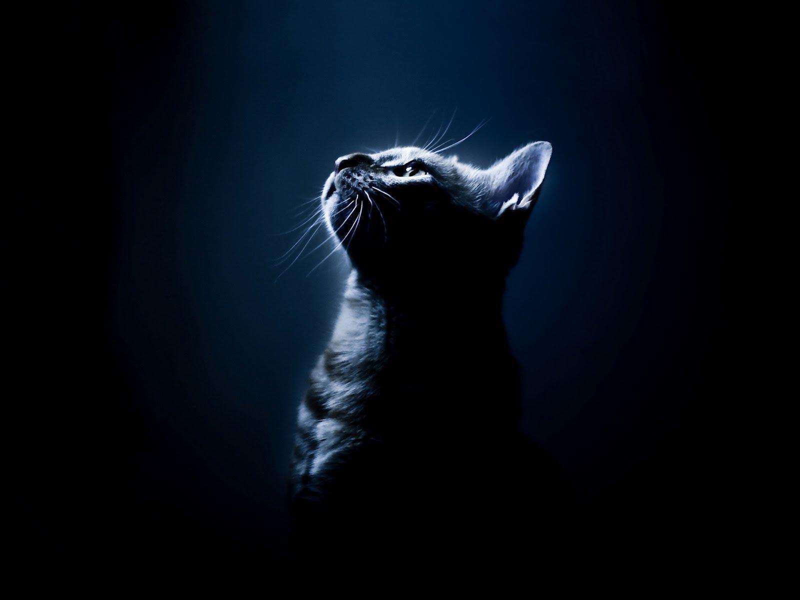 1600x1200 Cool Warrior Cat Background