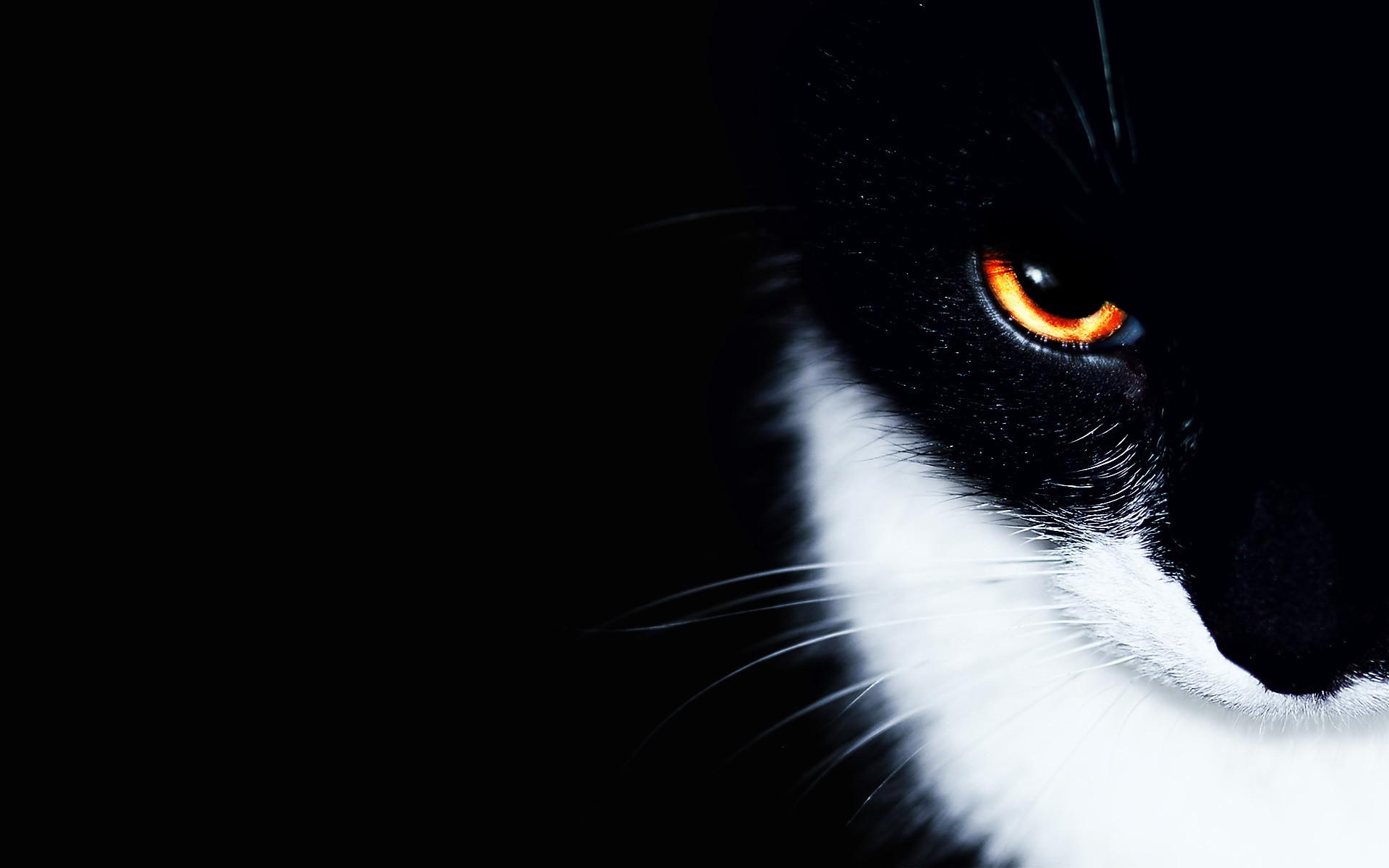 1920x1200 Free download 79 Cool Cat Wallpaper [1920x1200] for your Desktop, Mobile & Tablet. Explore Wallpaper For The Desktop. Free Desktop Wallpaper, Free Awesome Desktop Wallpaper, Free Wallpaper for Mac Computers