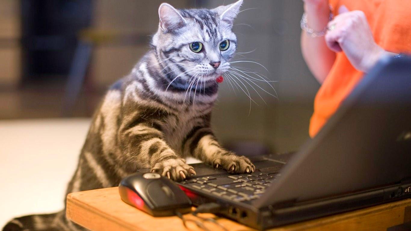 1366x768 CAP: Software Cat