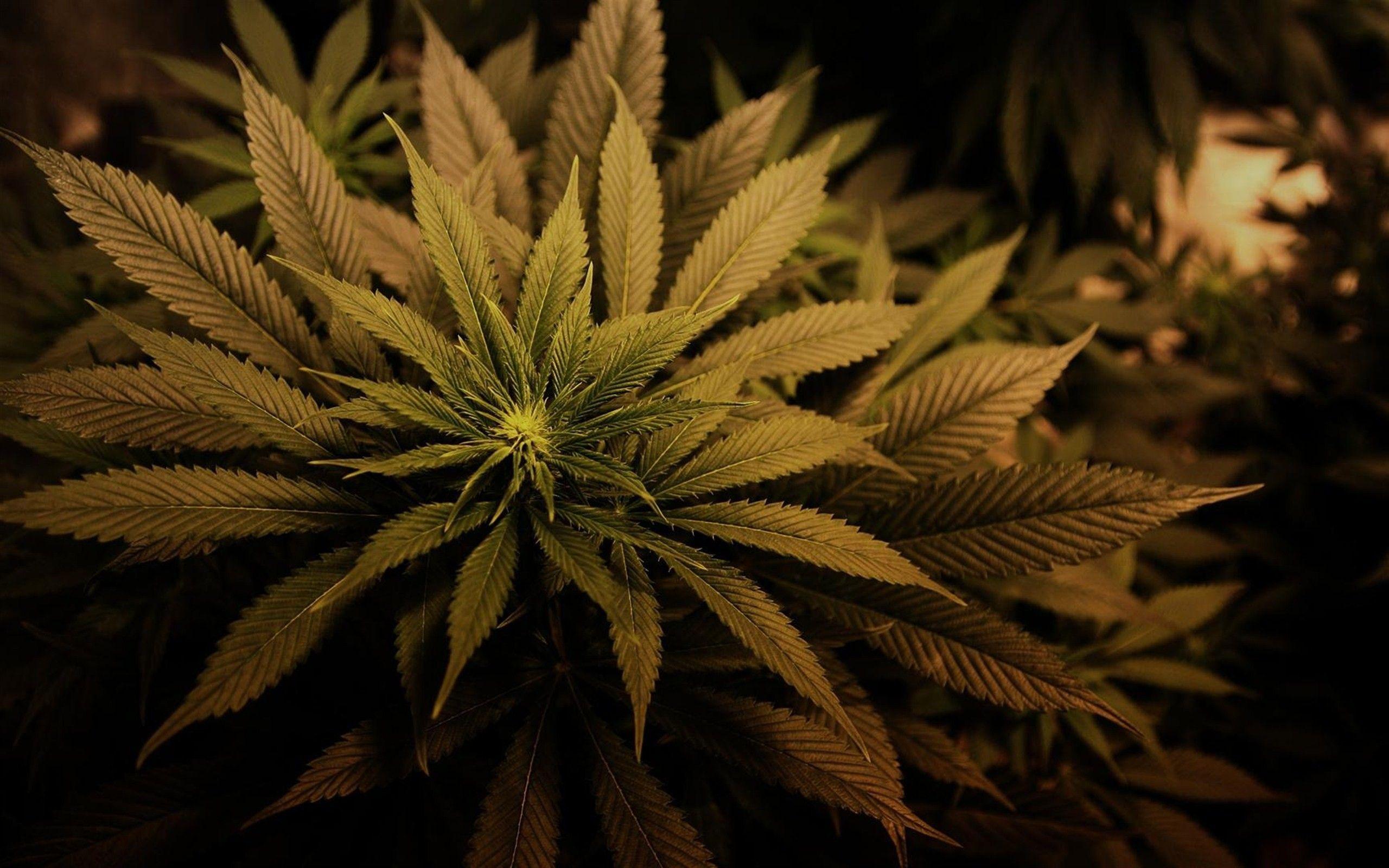 2560x1600 Weed Plant Wallpaper