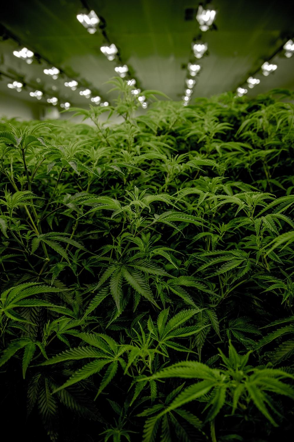 1000x1500 Weed Background Image: Download HD Background