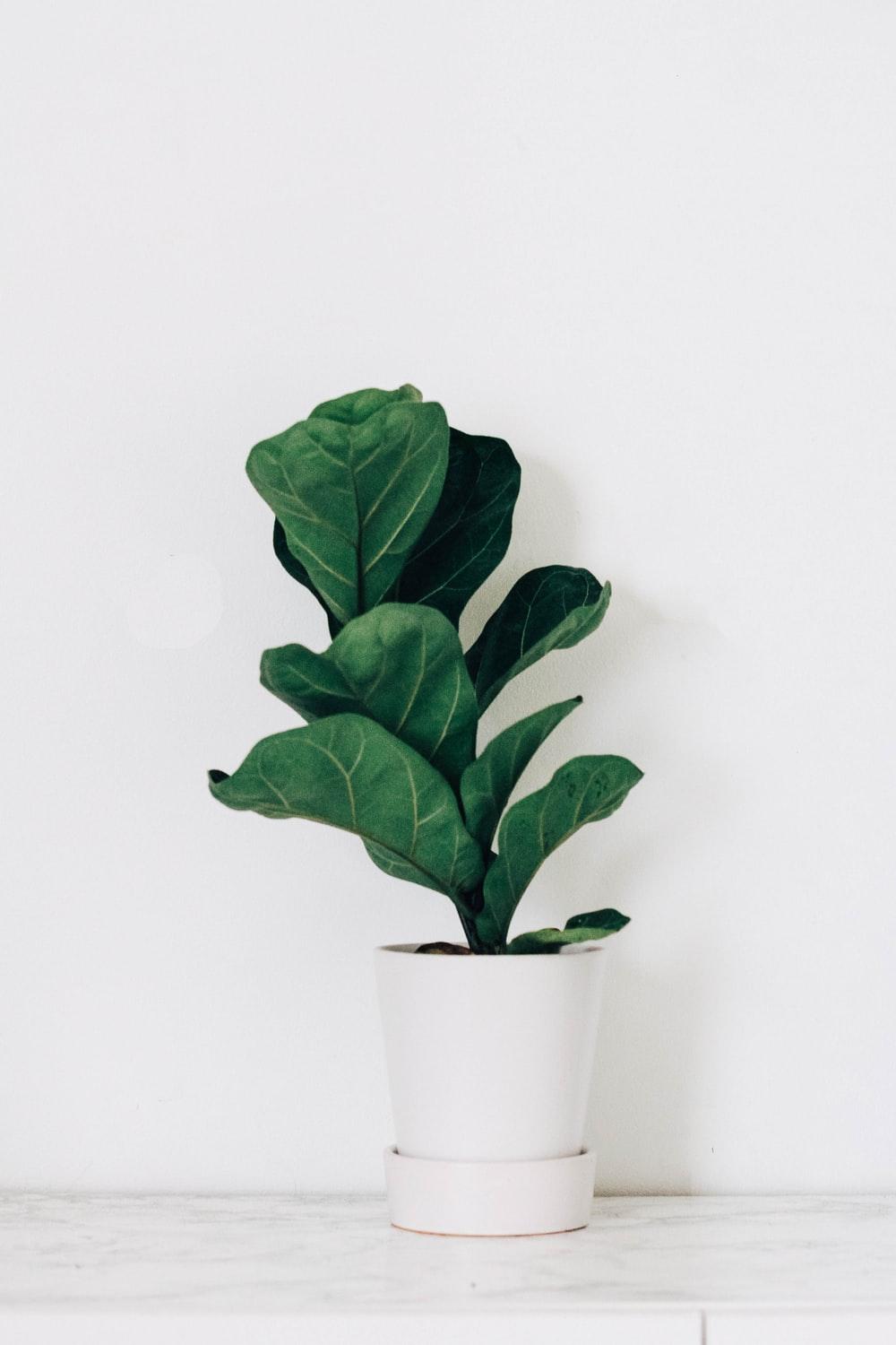 1000x1500 Minimal Plant Picture. Download Free Image