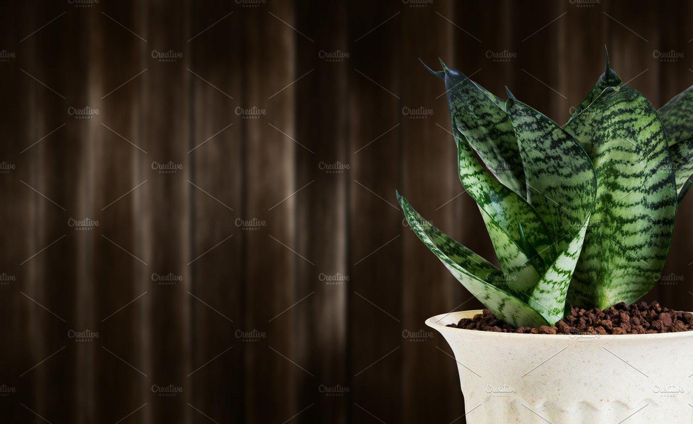 1360x833 Snake Plant In Pot Containing Surface And Wallpaper. High Quality Nature Creative Market