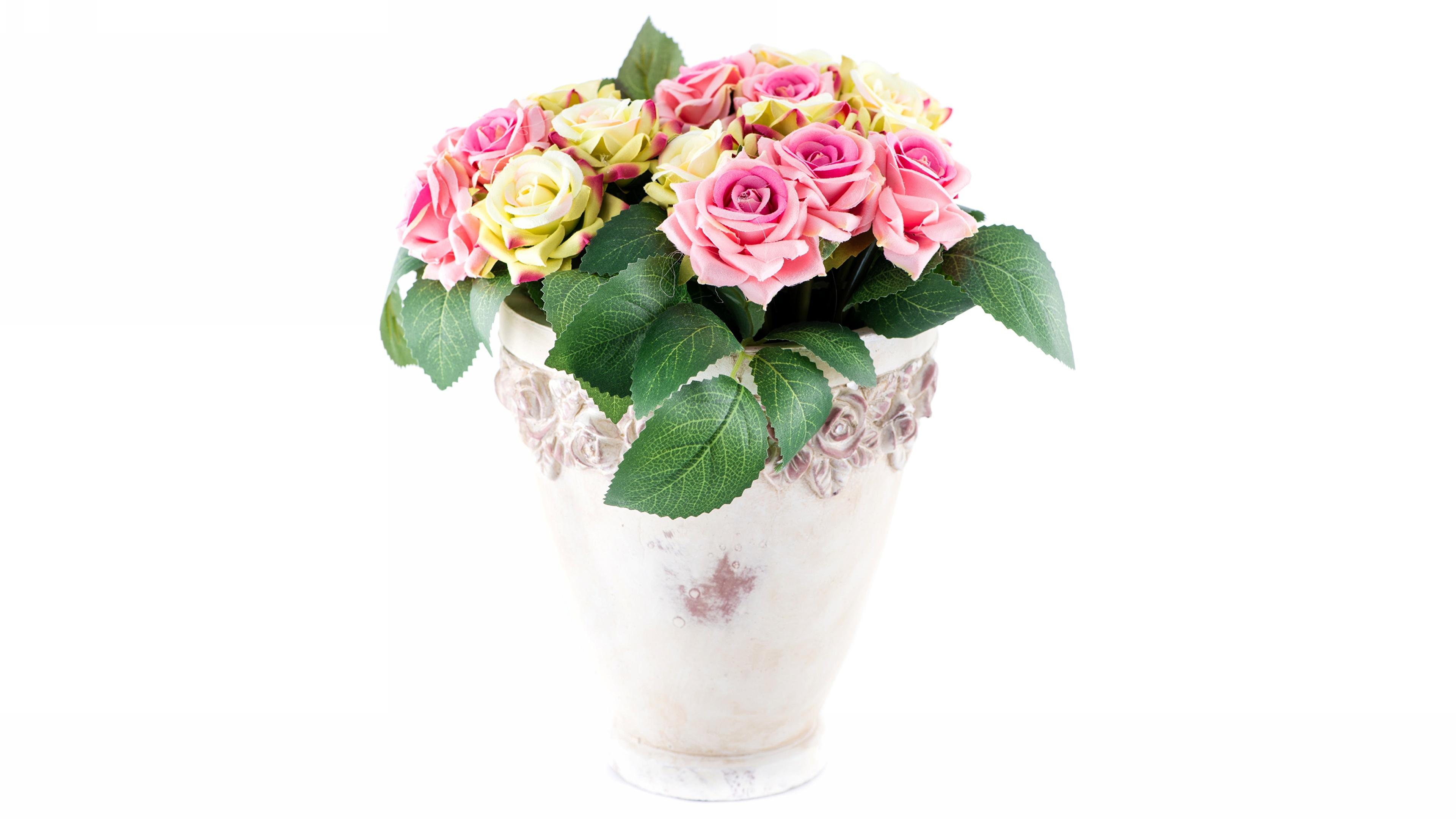 3840x2160 Desktop Wallpaper Roses plant pot flower White background 3840x2160