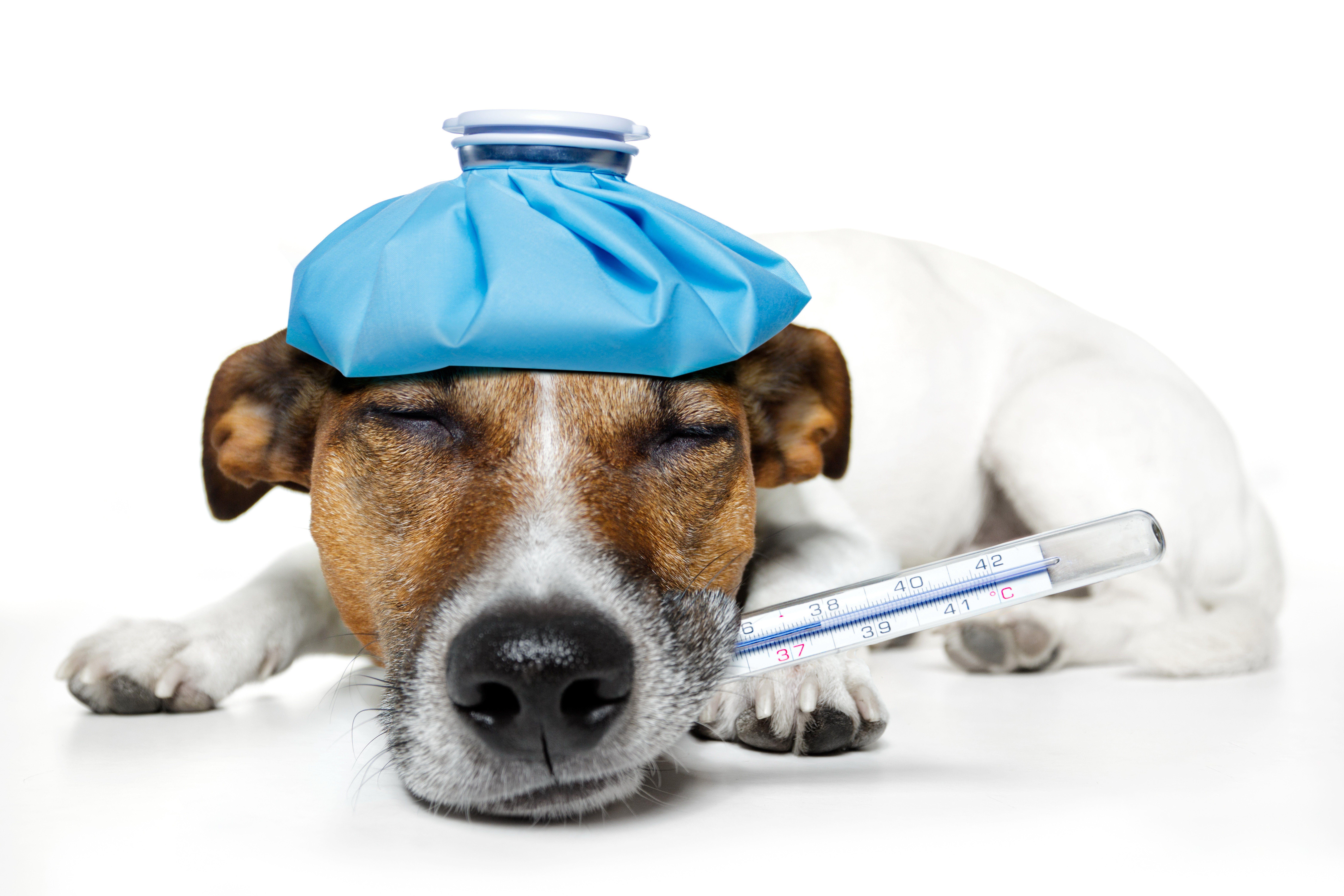 9000x6000 terrier, jack, situation, download comic wallpaper, humor