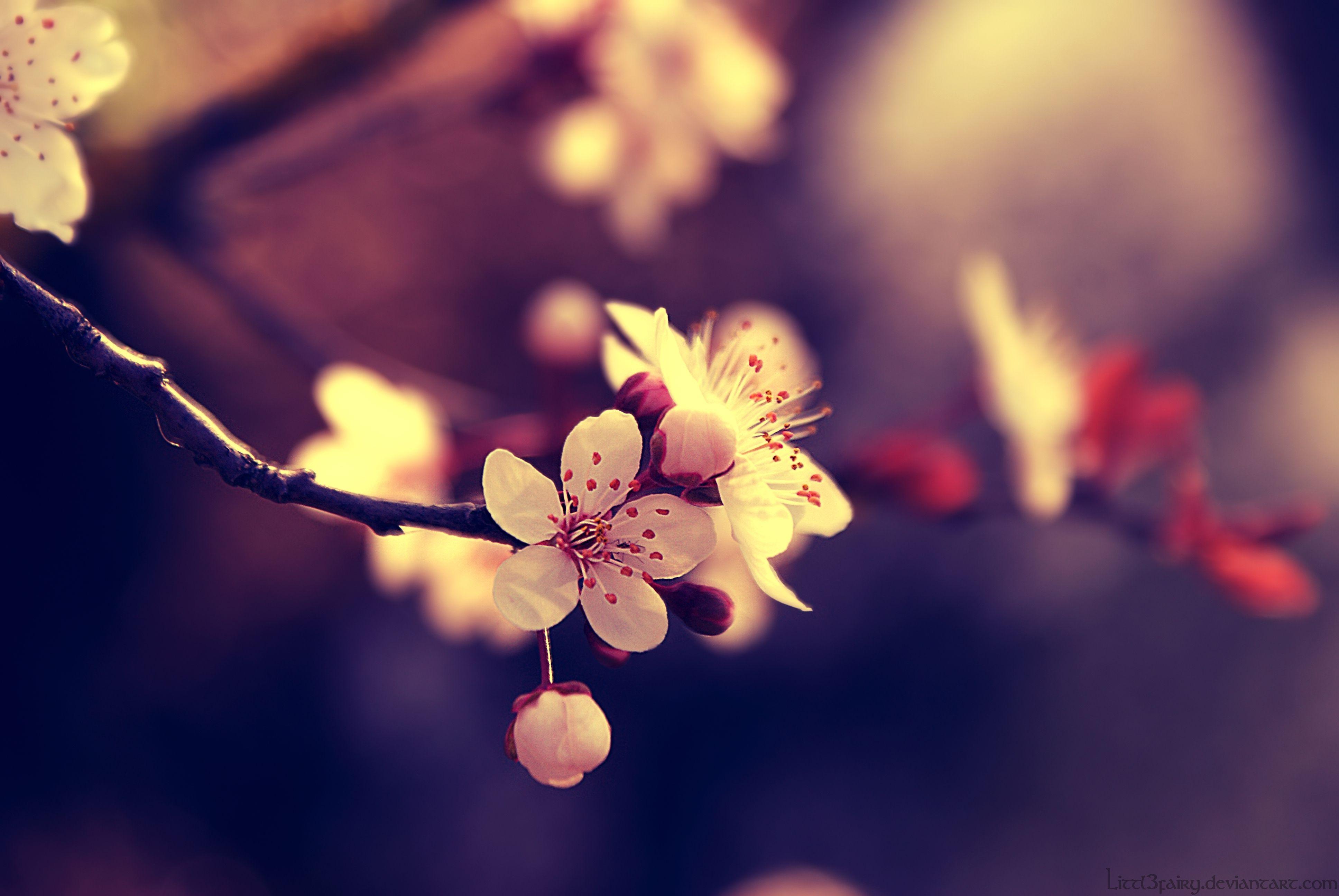 3872x2592 Spring Photography Wallpaper