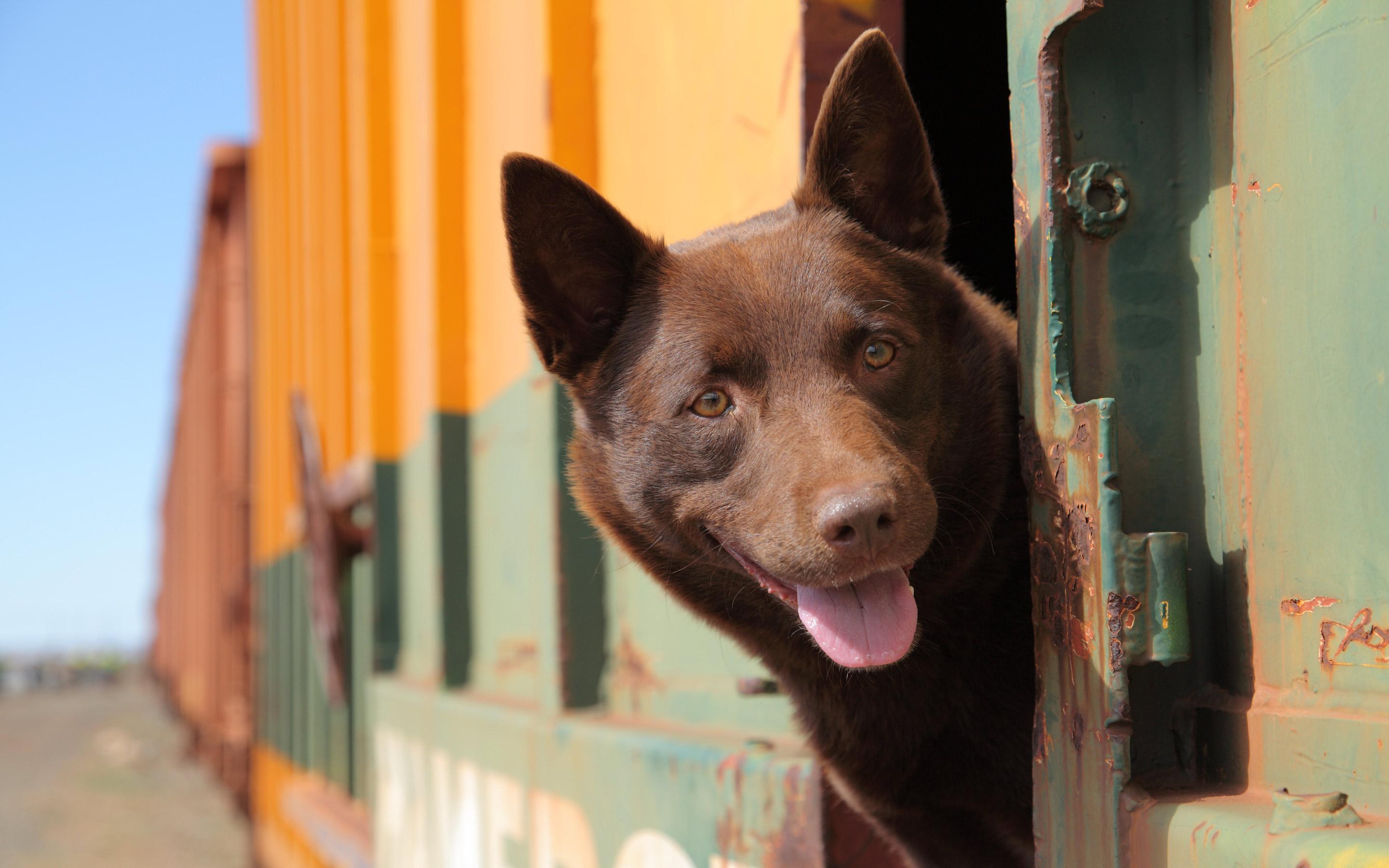 2880x1800 Australian Kelpie HD Wallpaper