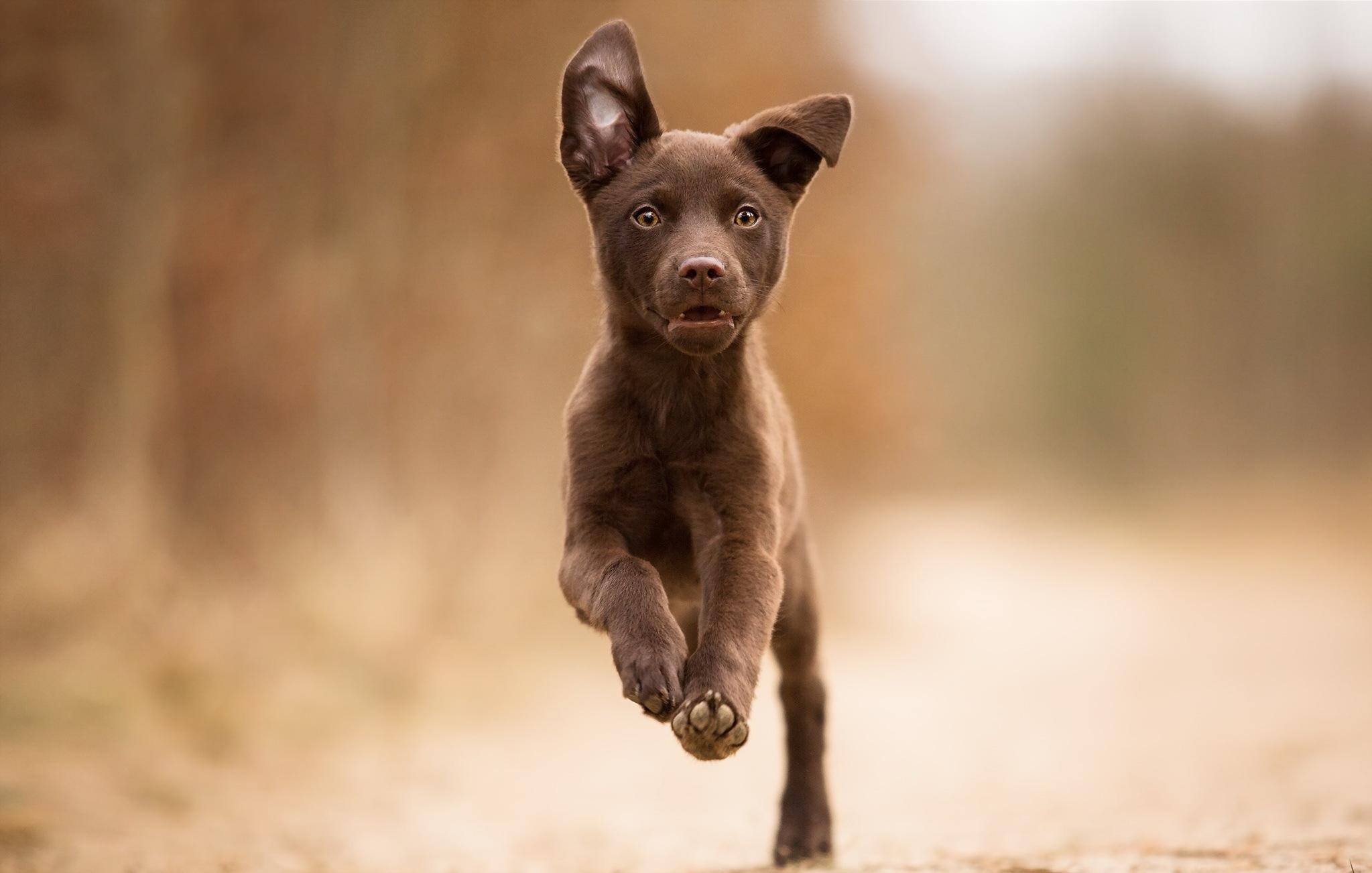 2047x1303 Kelpie HD Wallpaper