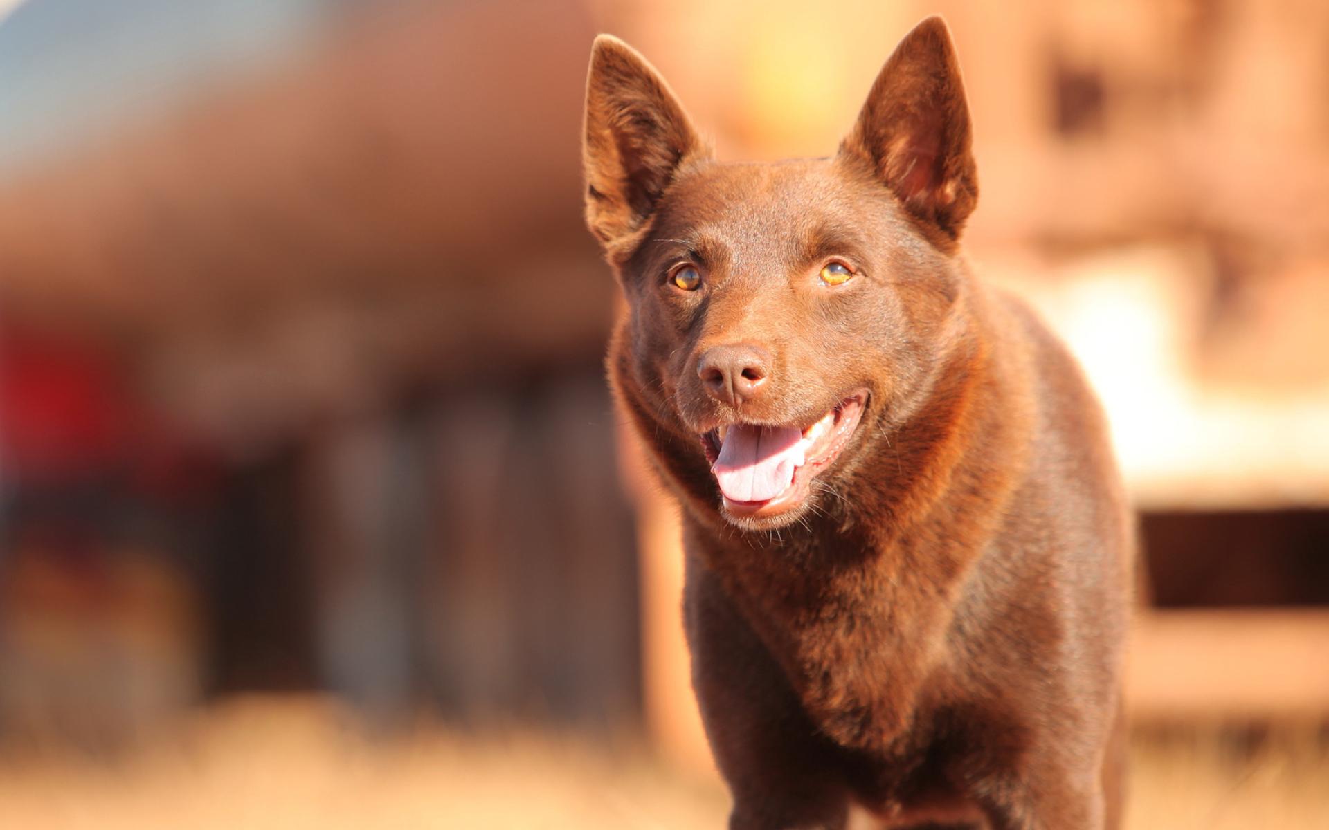 Kelpie Wallpapers Top Free Kelpie Backgrounds WallpaperAccess
