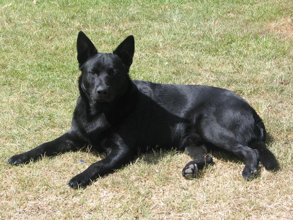 1024x768 Black Australian Kelpie dog photo and wallpaper. Beautiful Black Australian Kelpie dog picture