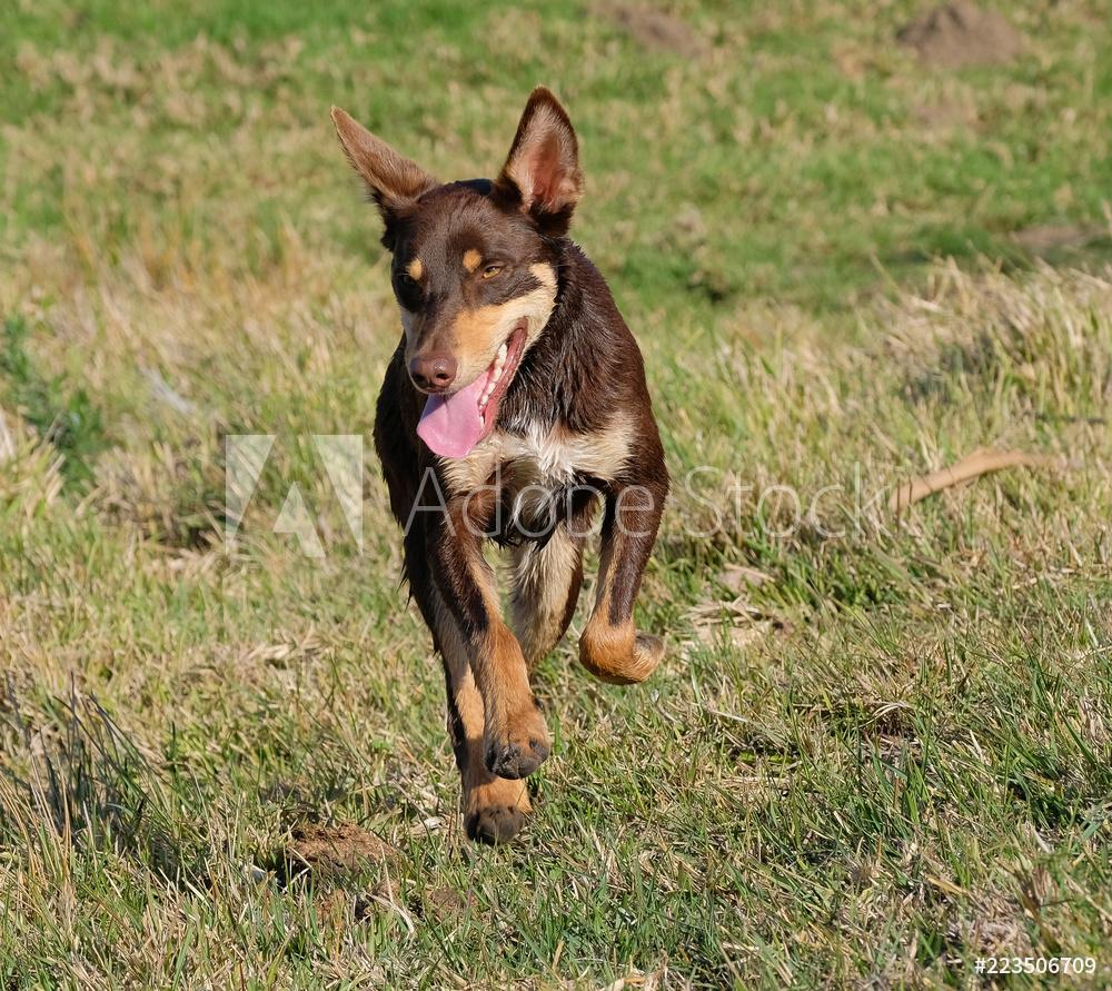 Kelpie Wallpapers Top Free Kelpie Backgrounds WallpaperAccess