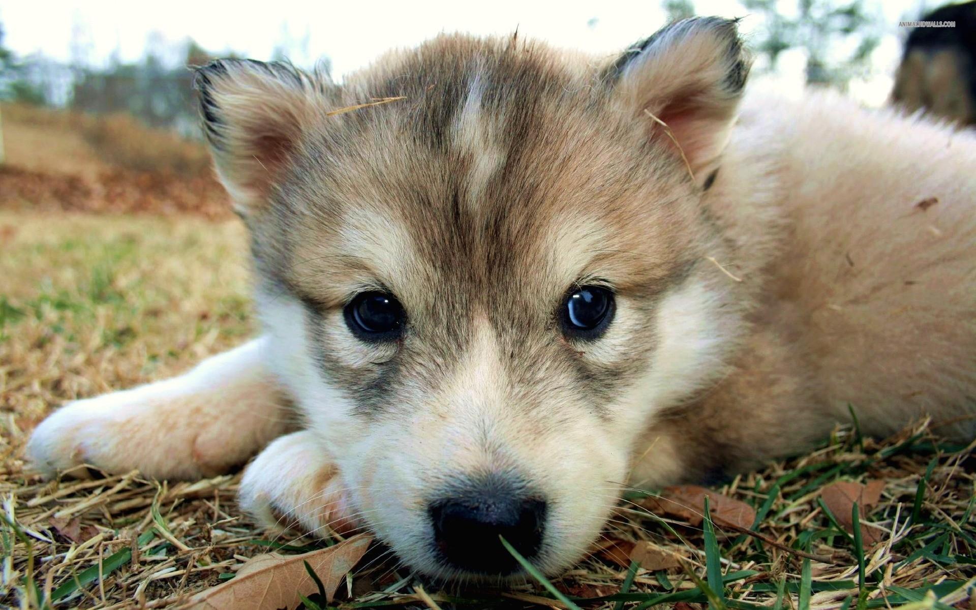 1920x1200 Husky X Kelpie Puppies