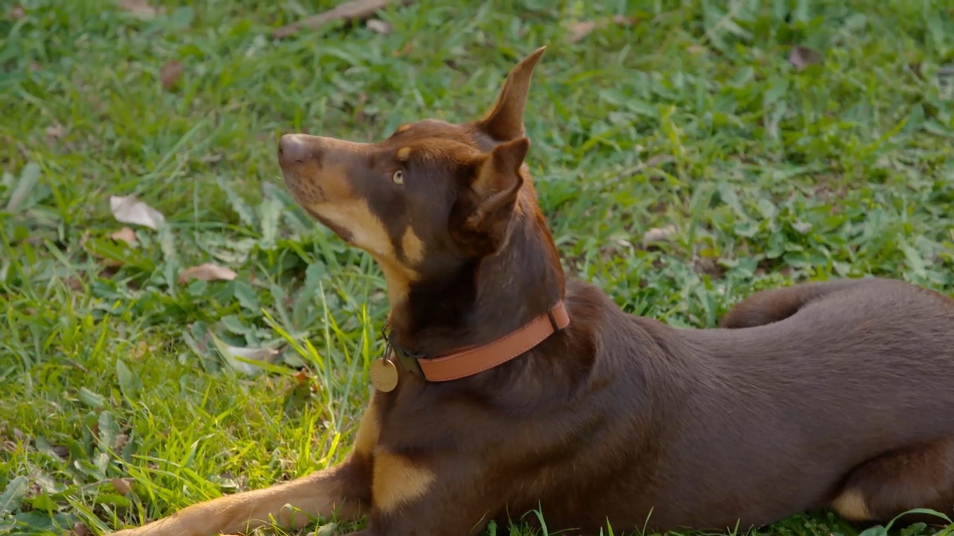 1920x1080 Dr Harry helps a kelpie that won't drop the ball. Better Homes and Gardens