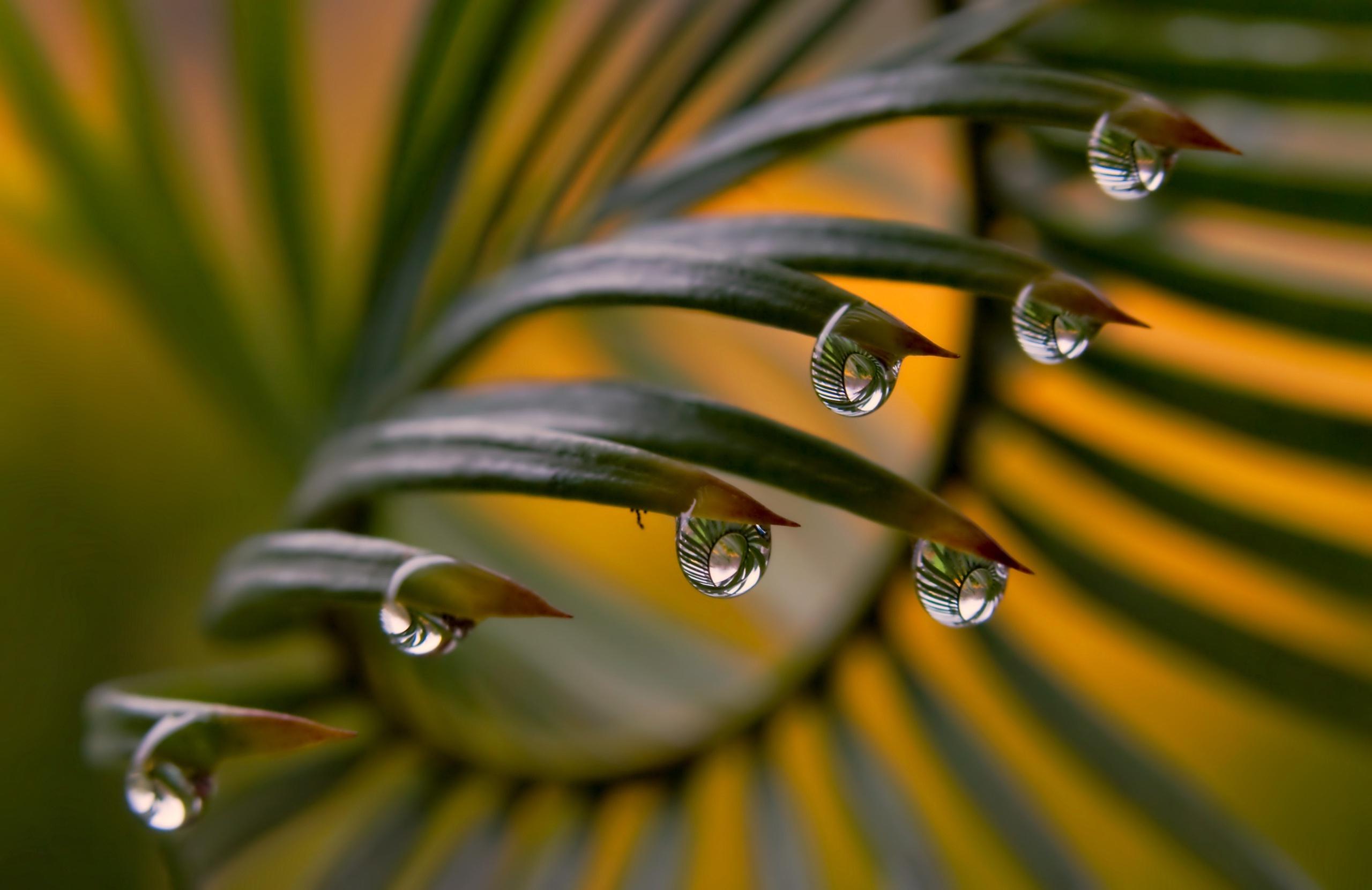 2560x1660 Wallpaper Leaves, Water Drops, Blurred, Close Up:2560x1660