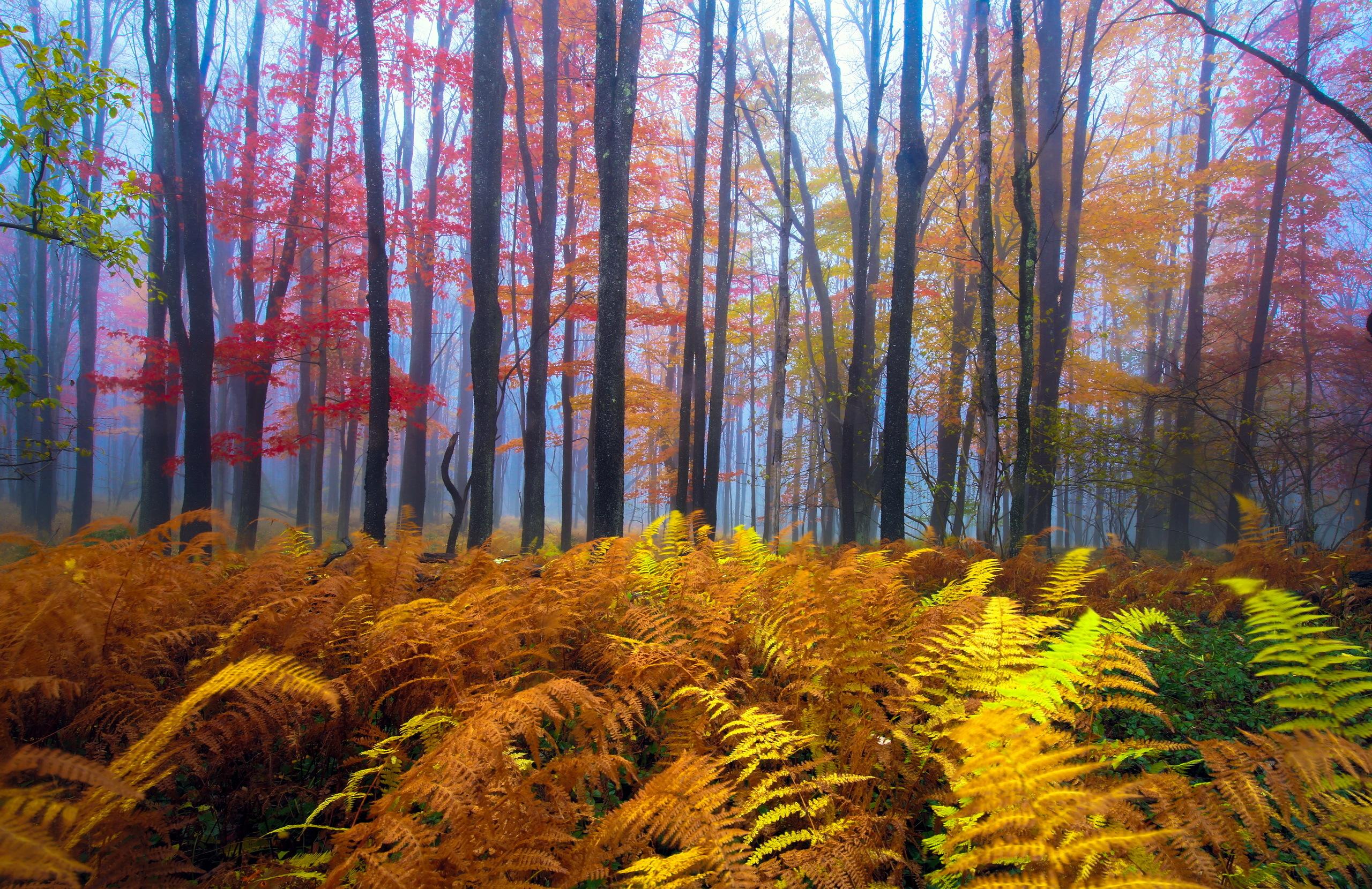 2560x1660 Wallpaper Autumn Nature forest Trees 2560x1660