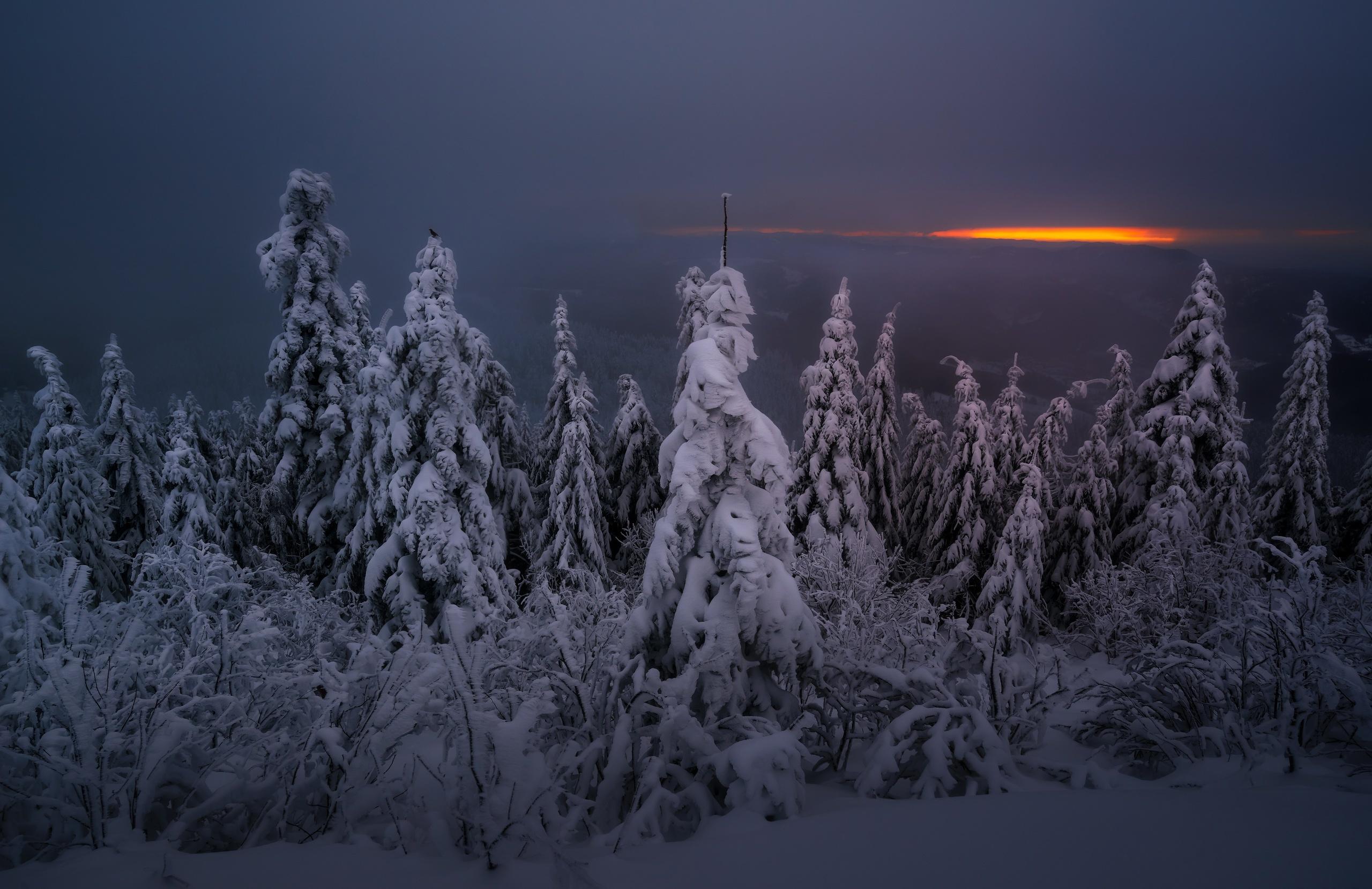 2560x1660 Winter forest night wallpaperx1660