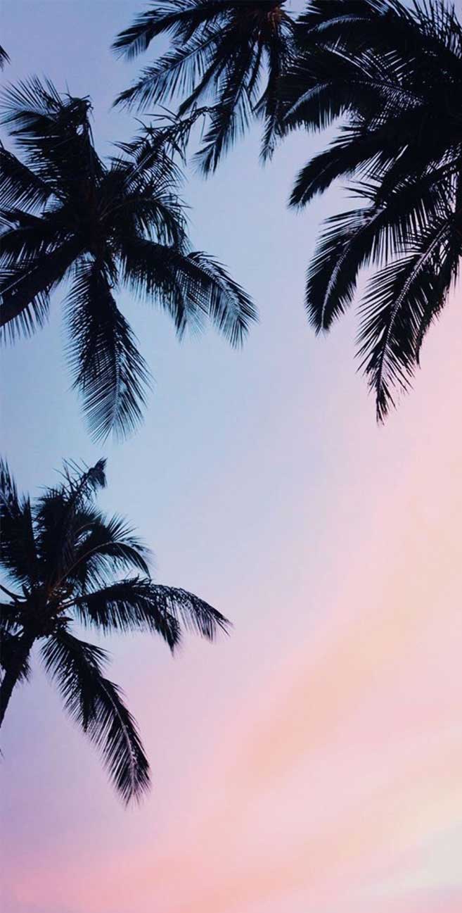 657x1297 Palm trees mauve sky Wallpaper