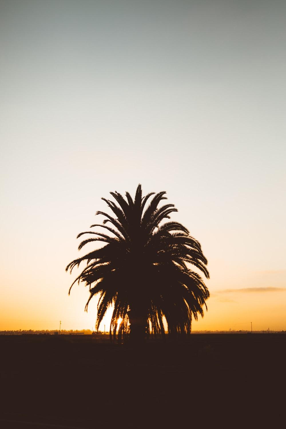 1000x1500 iPhone 7 Plus Wallpaper: Free HD Download [HQ]