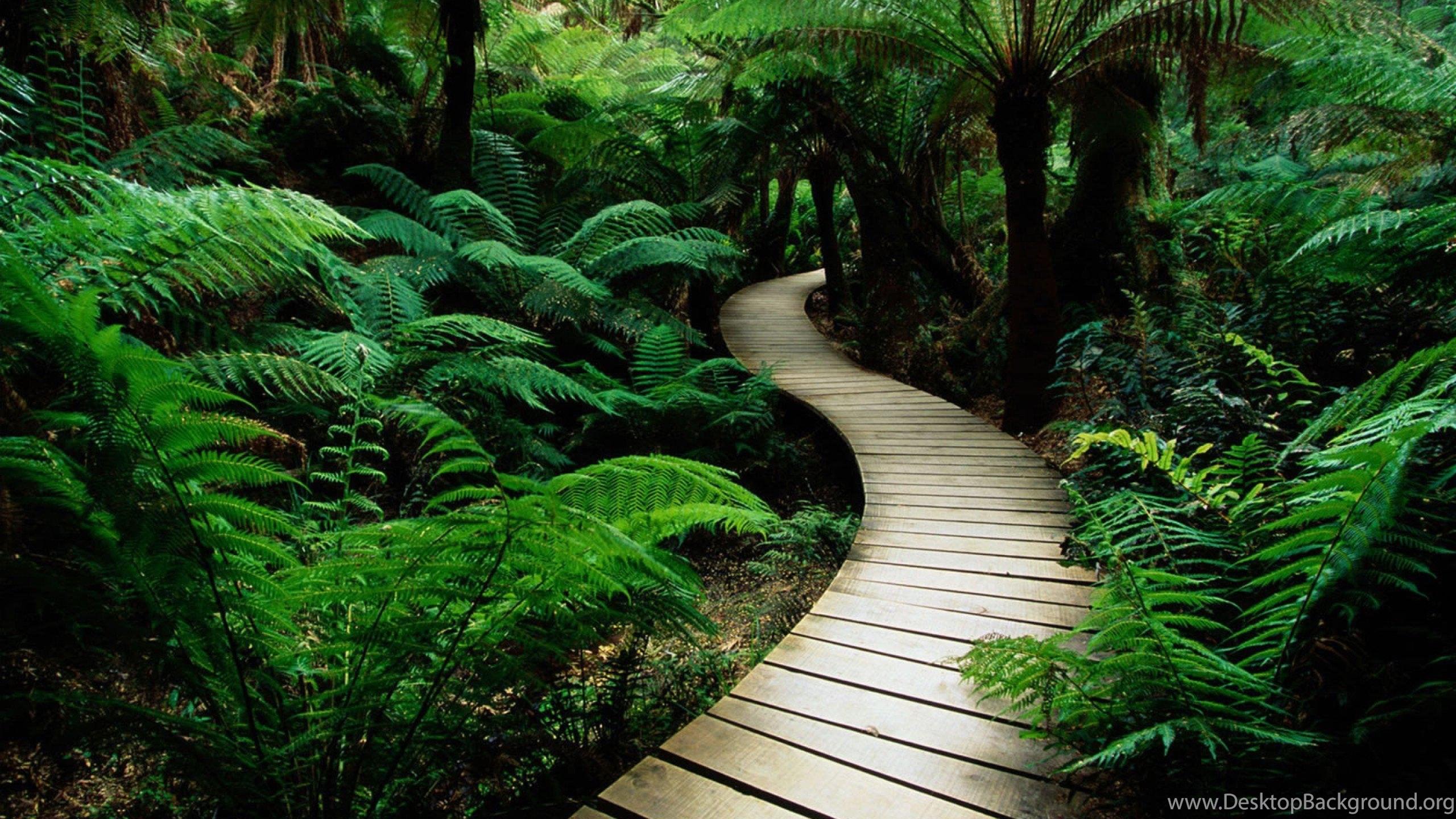 2560x1440 Serene Nature Green Plants Wide Mobile >> HD Wallpaper, Get It Now! Desktop Background