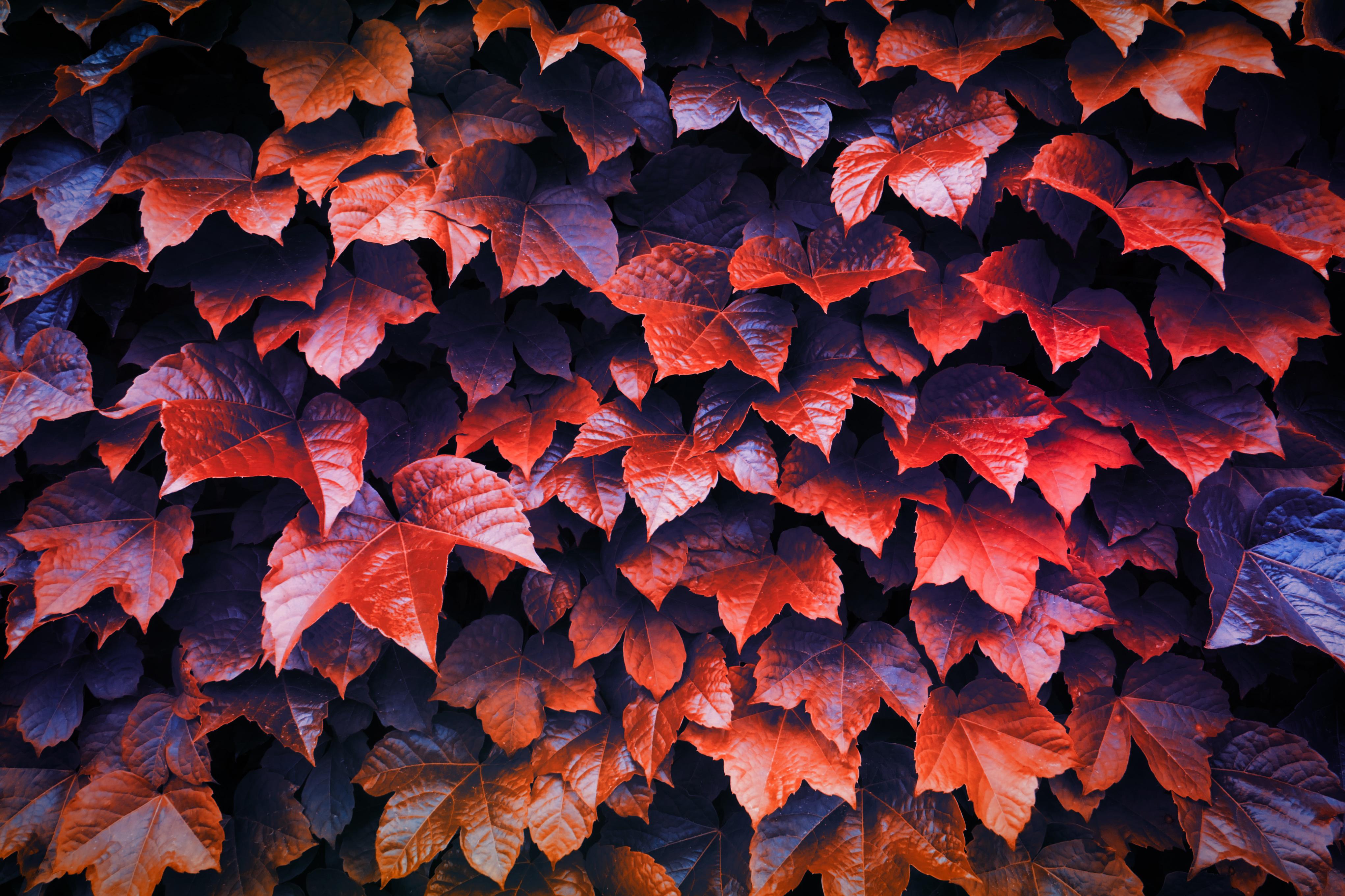 Leaf 4K Wallpapers - Top Free Leaf 4K Backgrounds - WallpaperAccess