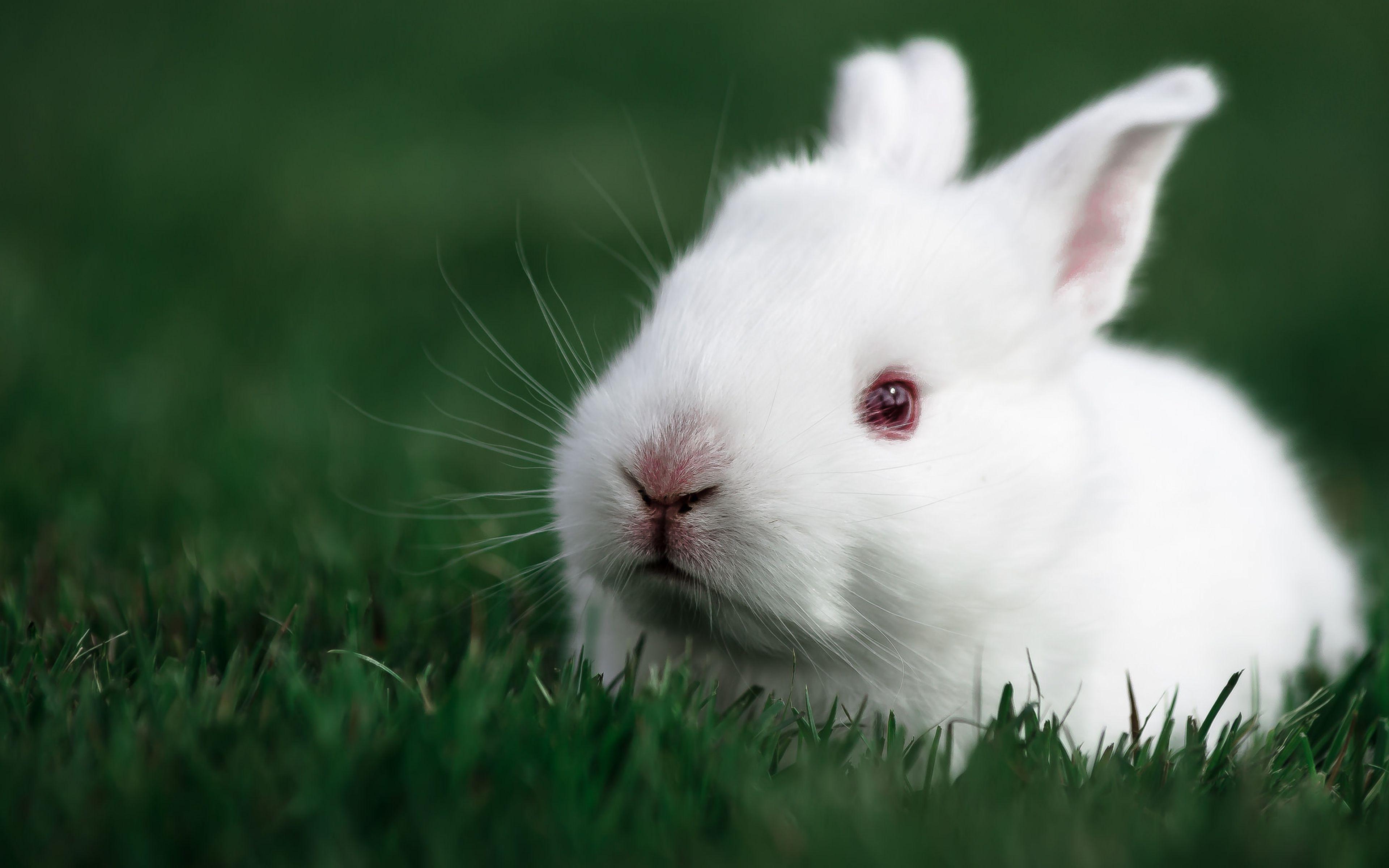 3840x2400 HD Background White Rabbit Face Green Grass Animal Wallpaper